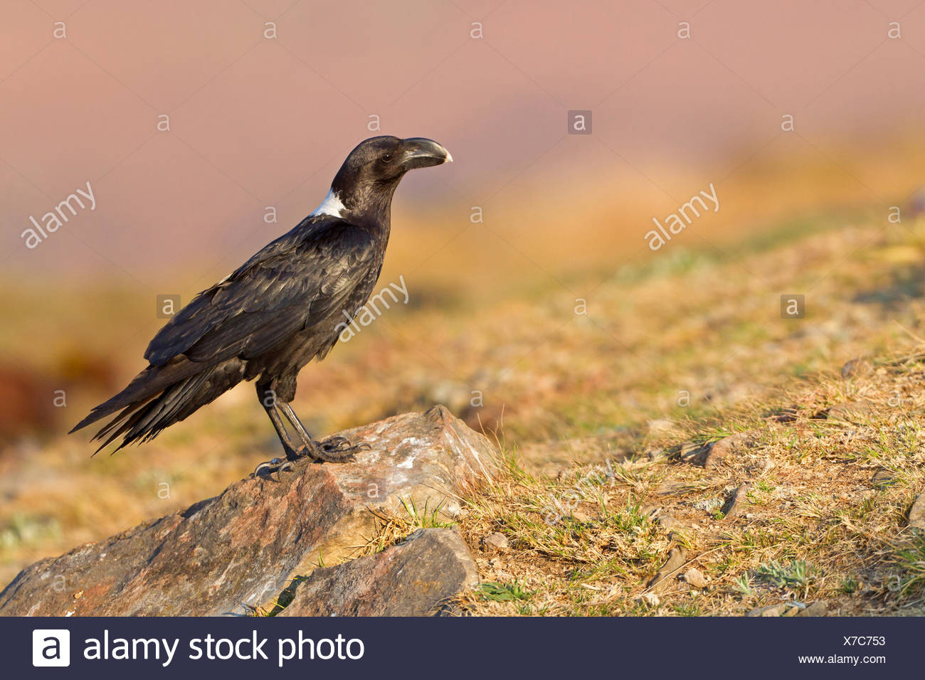 African White Necked Raven White Naped Raven High Resolution Stock ...