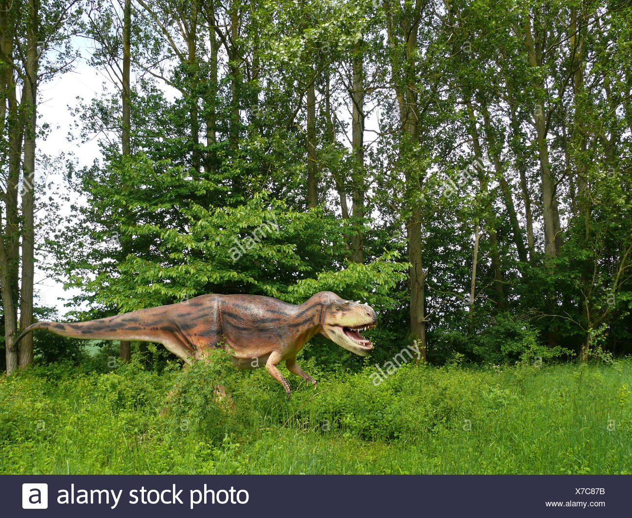 Albertosaurus Model High Resolution Stock Photography and Images - Alamy