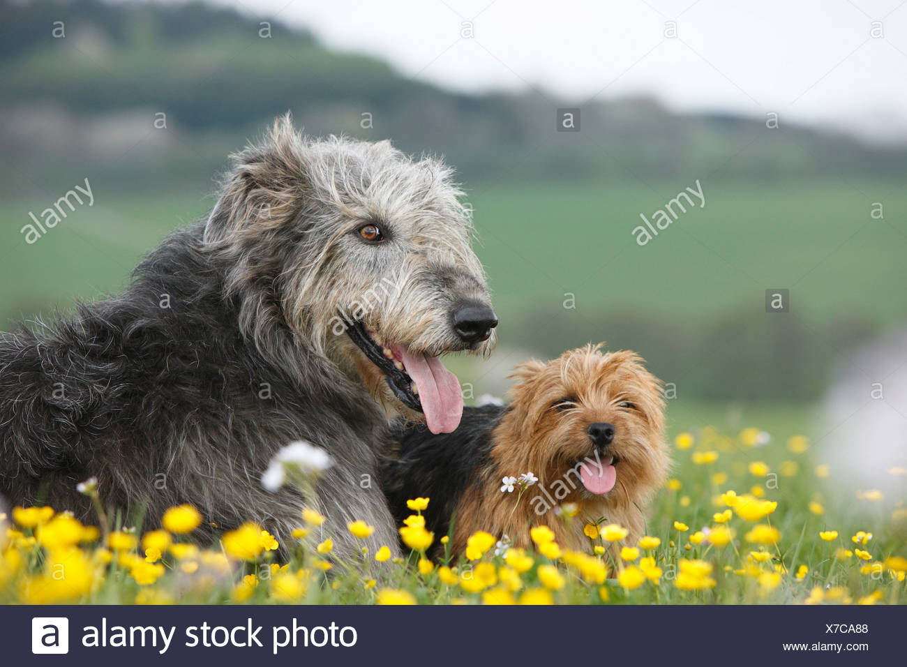 australian wolfhound