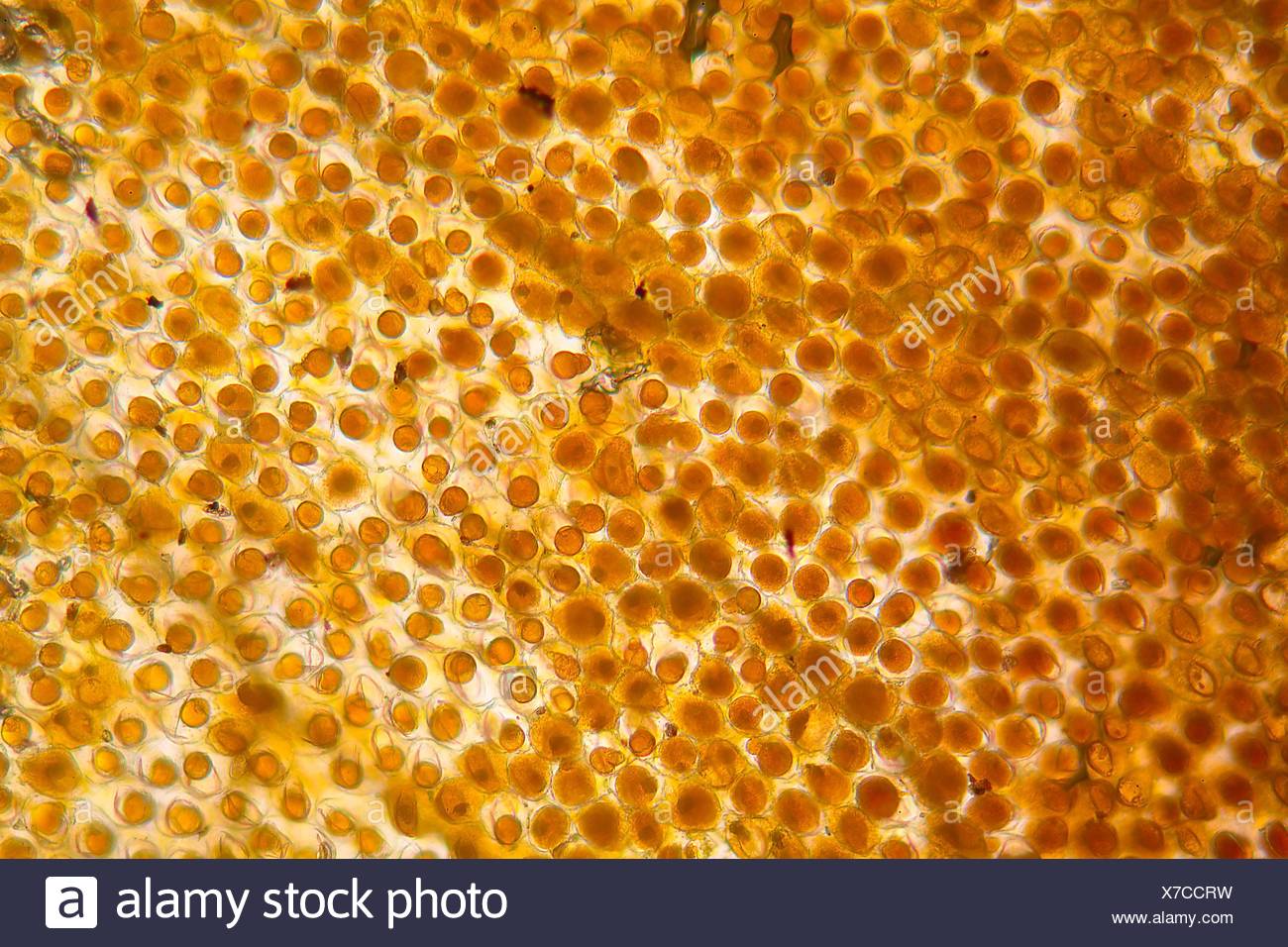 Flower Leaf Under The Microscope Stock Photo Alamy