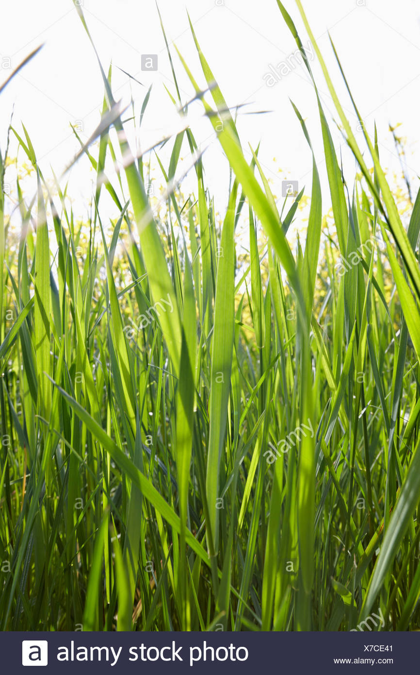 Blades of grass in sunlight Stock Photo