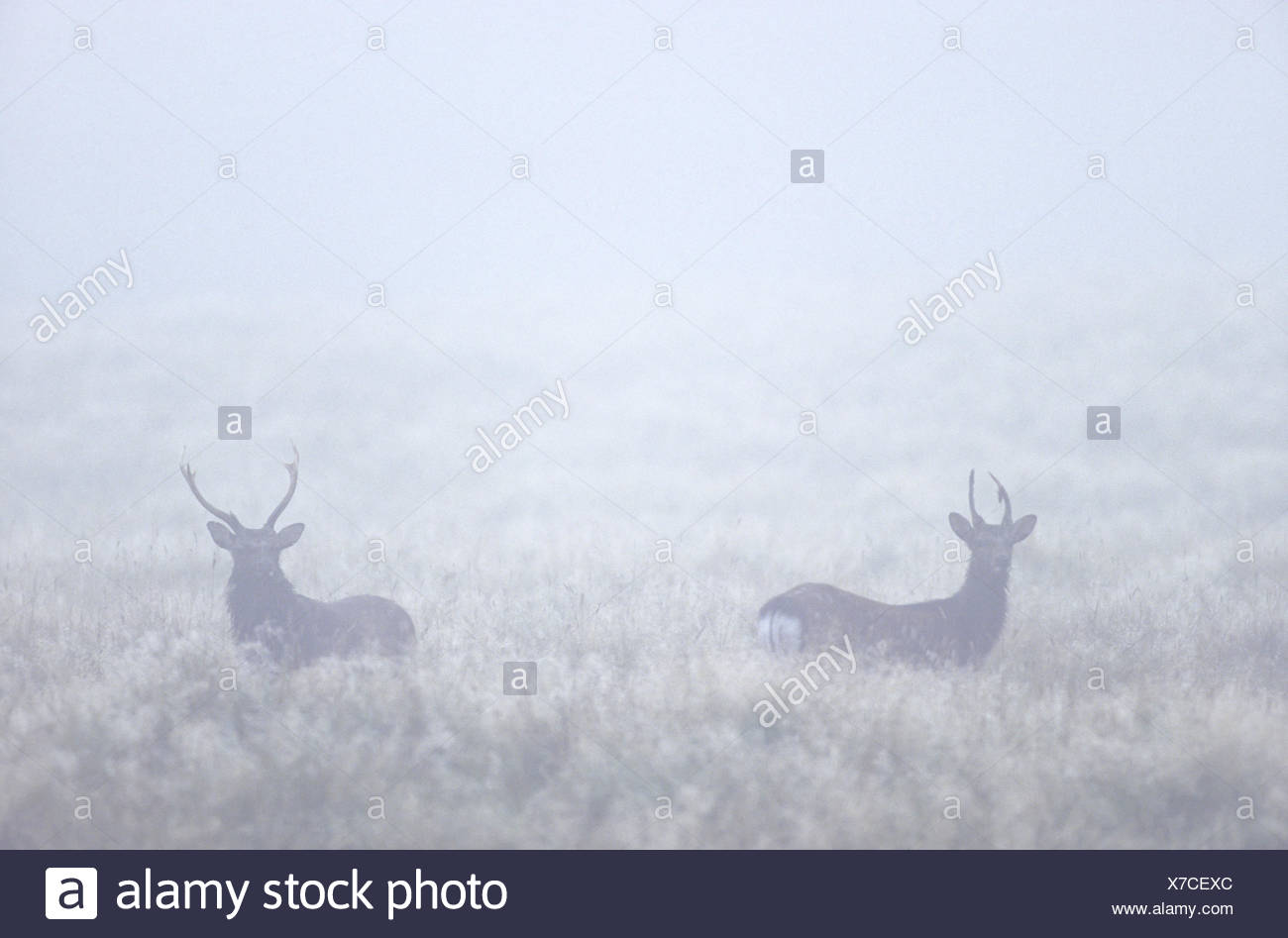 Japanese Sika Deer stags in morning fog Stock Photo: 279943620 - Alamy