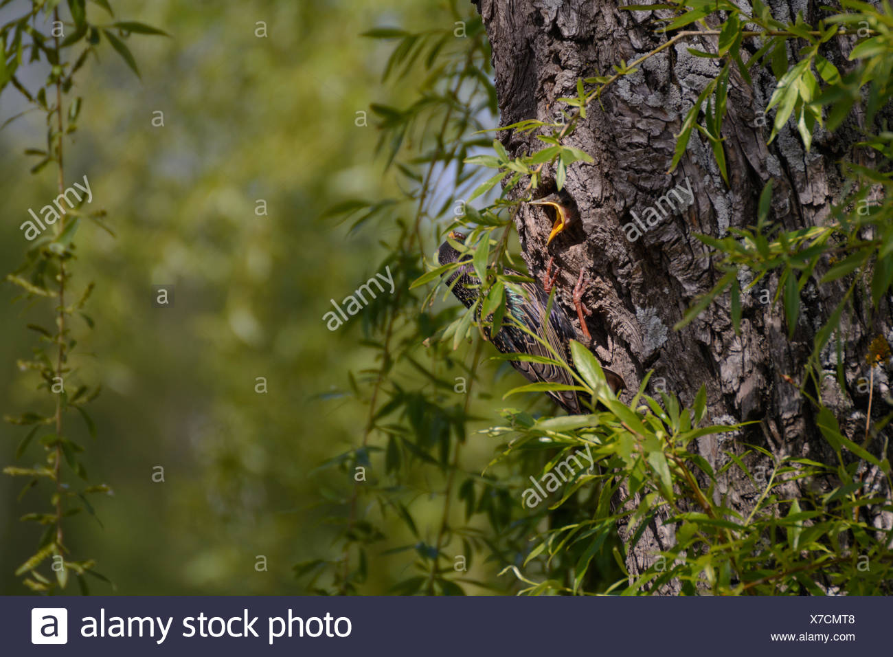 star in its nest feeding young Stock Photo