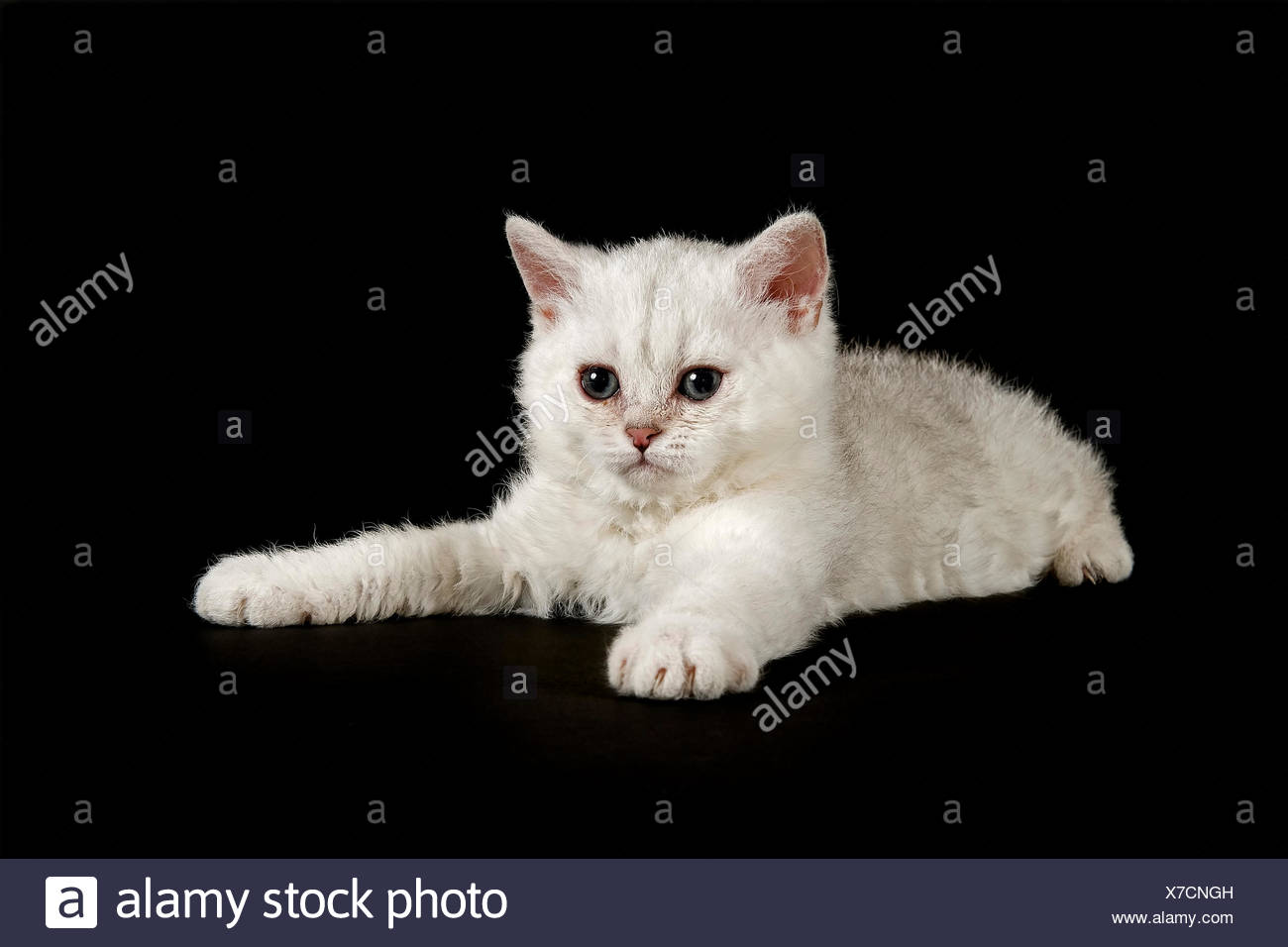 Selkirk Rex Cat Breed Kitten 8 Weeks Fur Colour Silver Shaded Bright Curled Hair Stock Photo Alamy