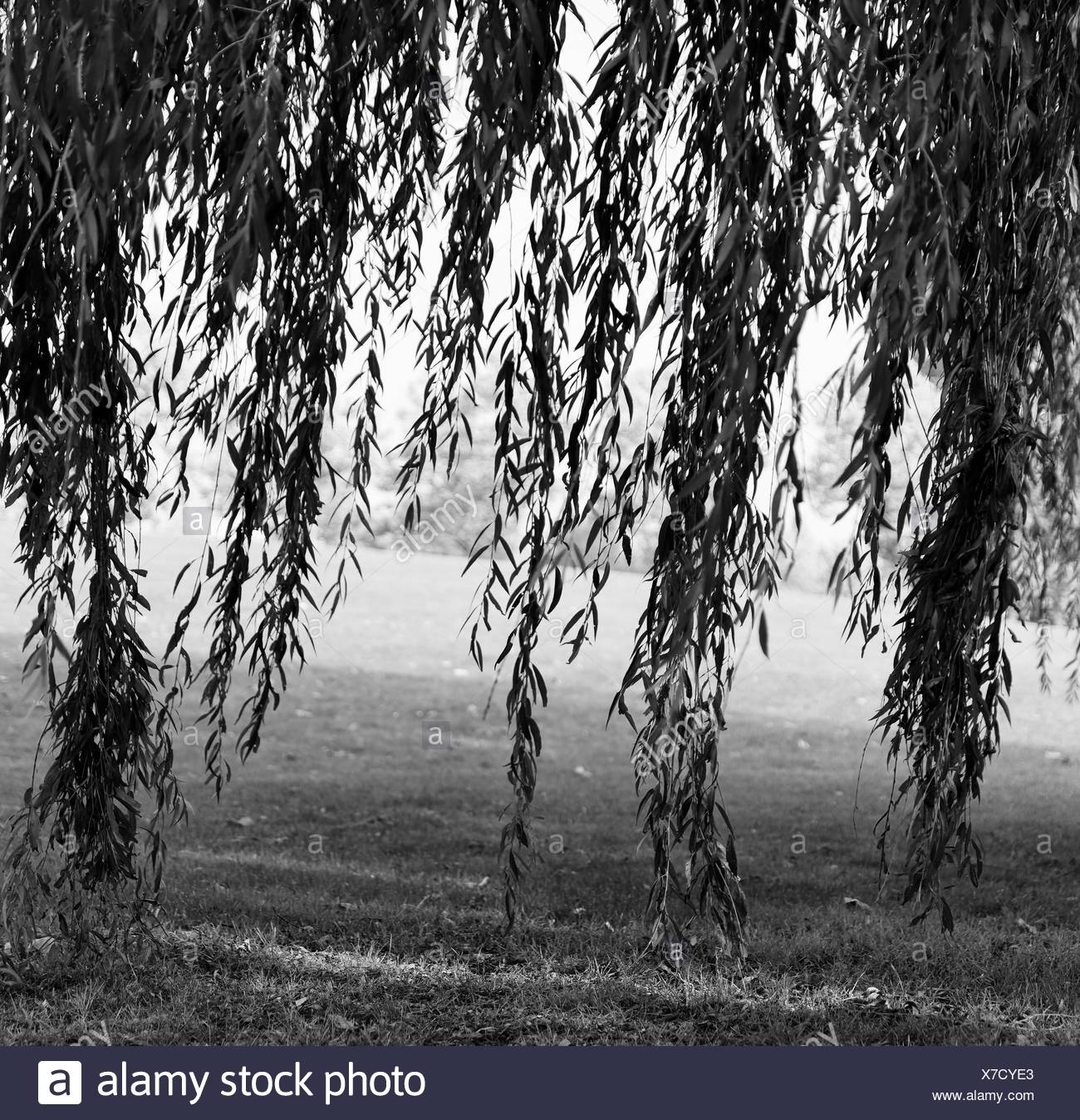 Weeping Willow Tree Black And White