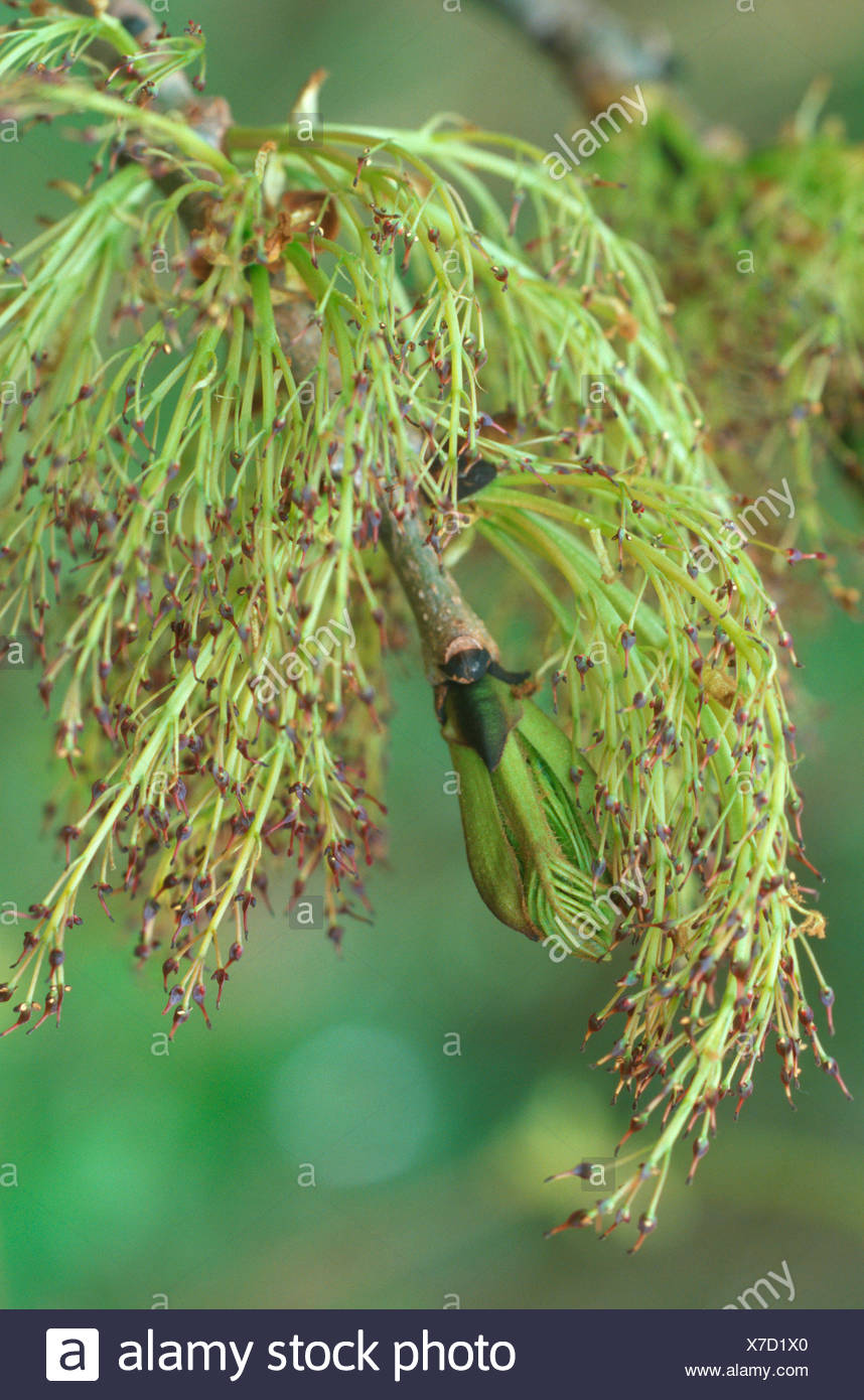Unisexual Flowers Stock Photos & Unisexual Flowers Stock Images Alamy