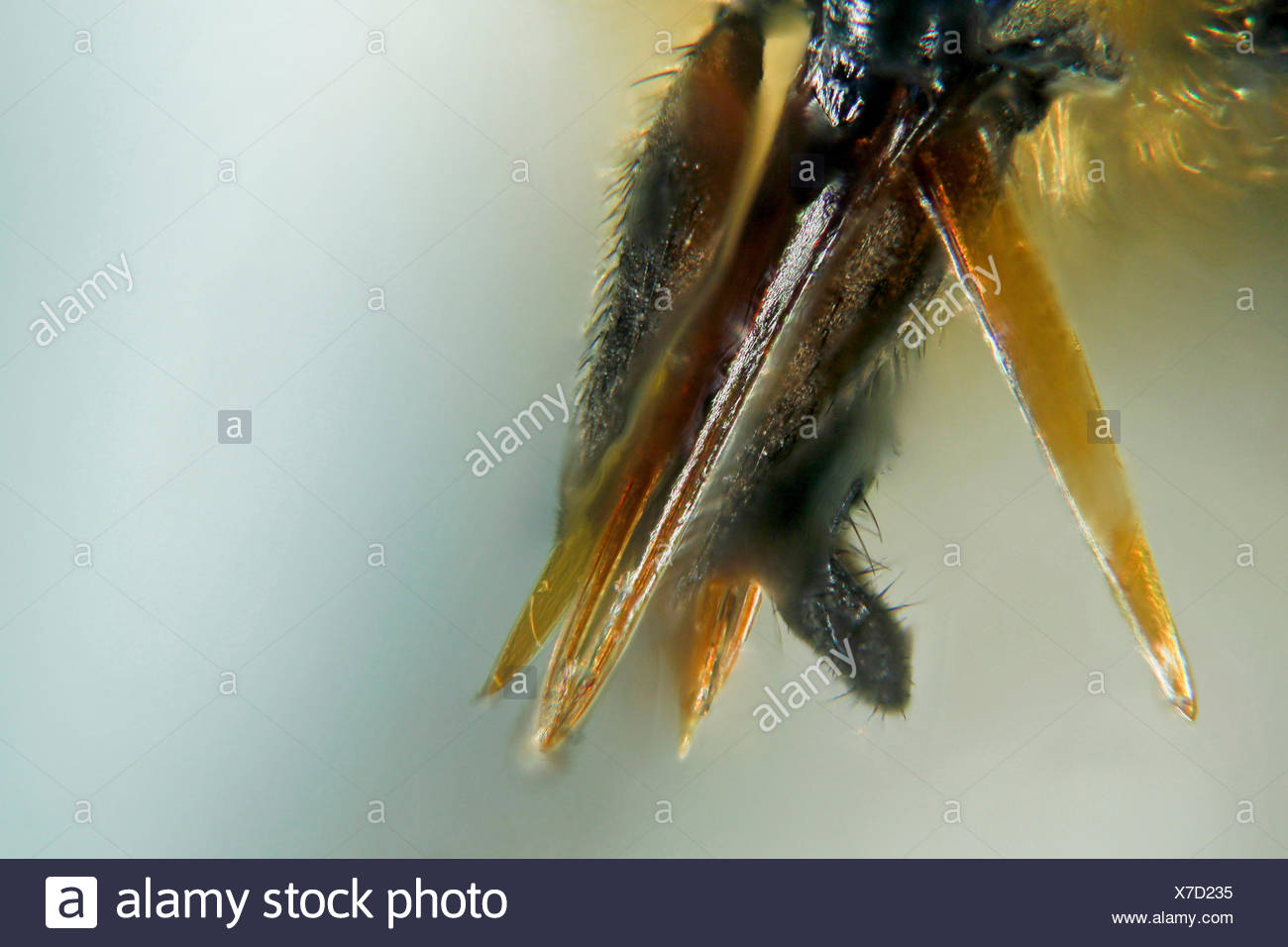 Stylet Insect Stylet Like Mouthparts High Resolution Stock Photography and Images - Alamy