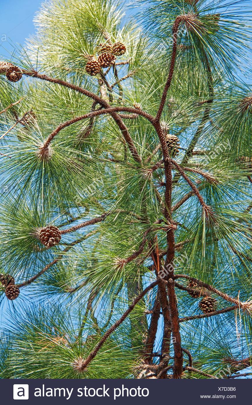 Southern Yellow Pine Stock Photos & Southern Yellow Pine Stock Images