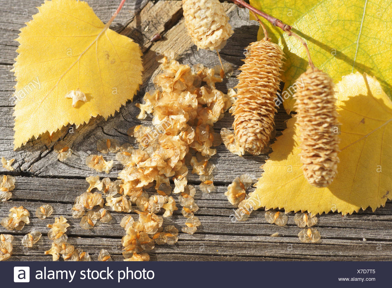 Birch Seeds Stock Photos & Birch Seeds Stock Images Alamy