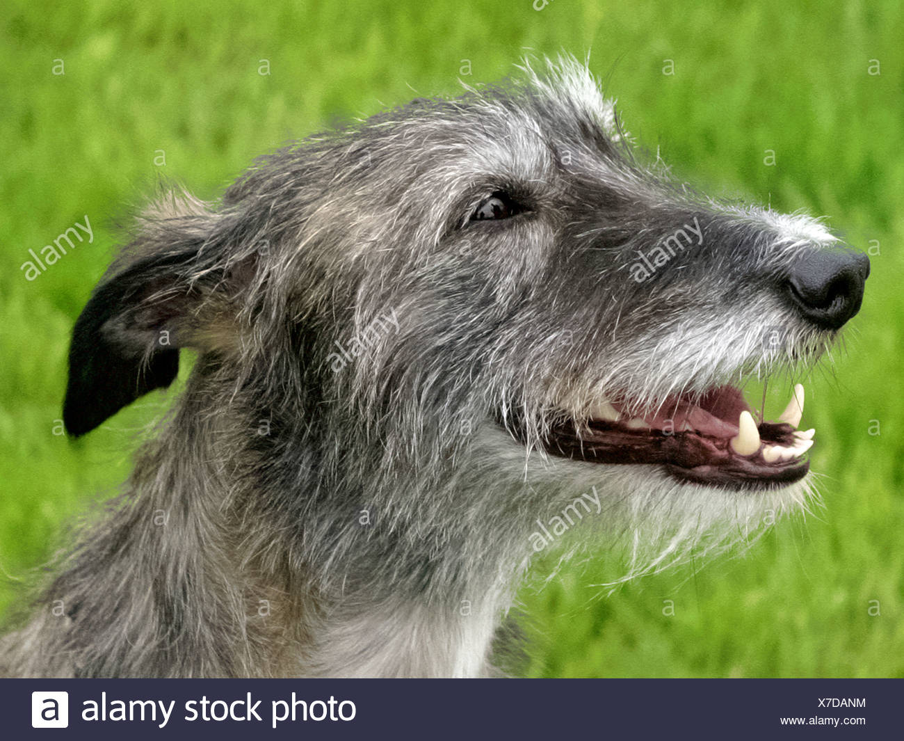 The Face Of A Lurcher Stock Photo 279962304 Alamy