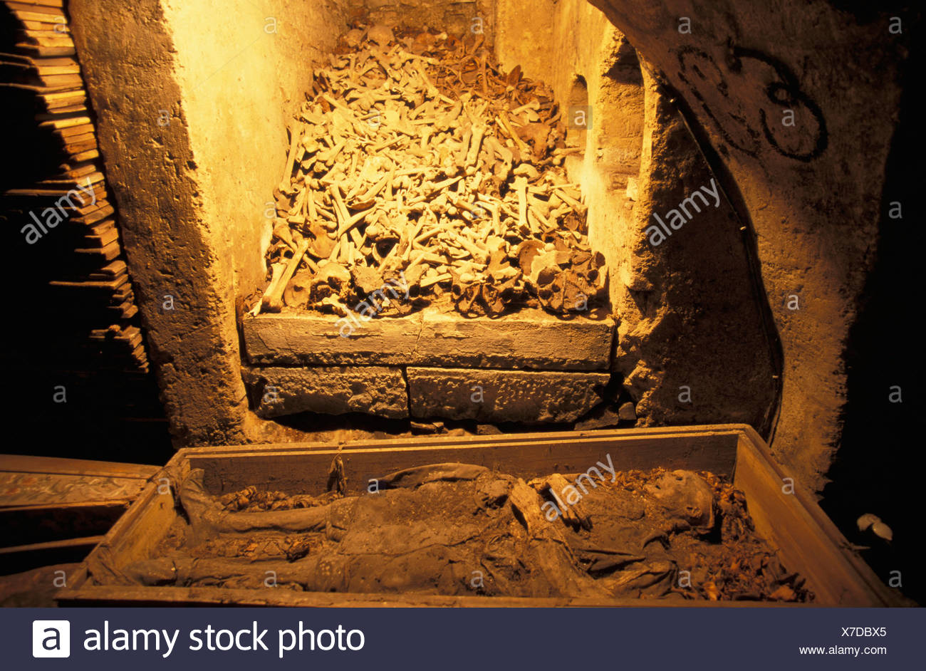 St Stephen S Cathedral Vienna Austria Catacombs Cathedral