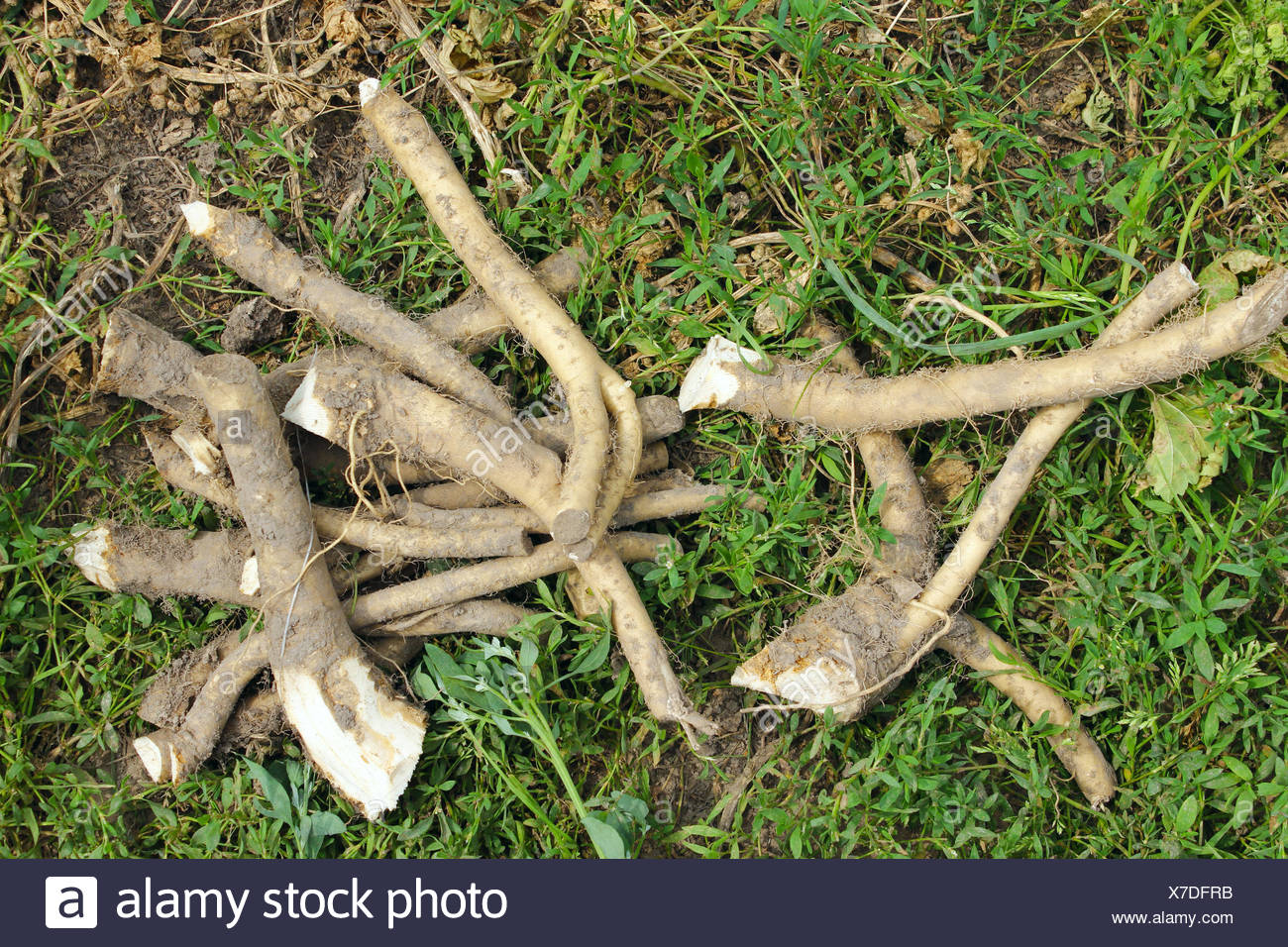 Wild Horseradish Stock Photos And Wild Horseradish Stock Images Alamy