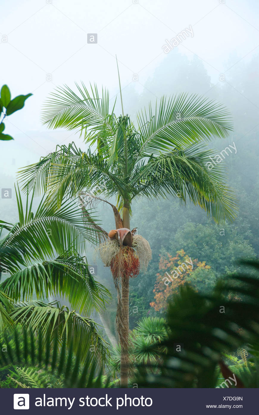 King Palm High Resolution Stock Photography and Images Alamy