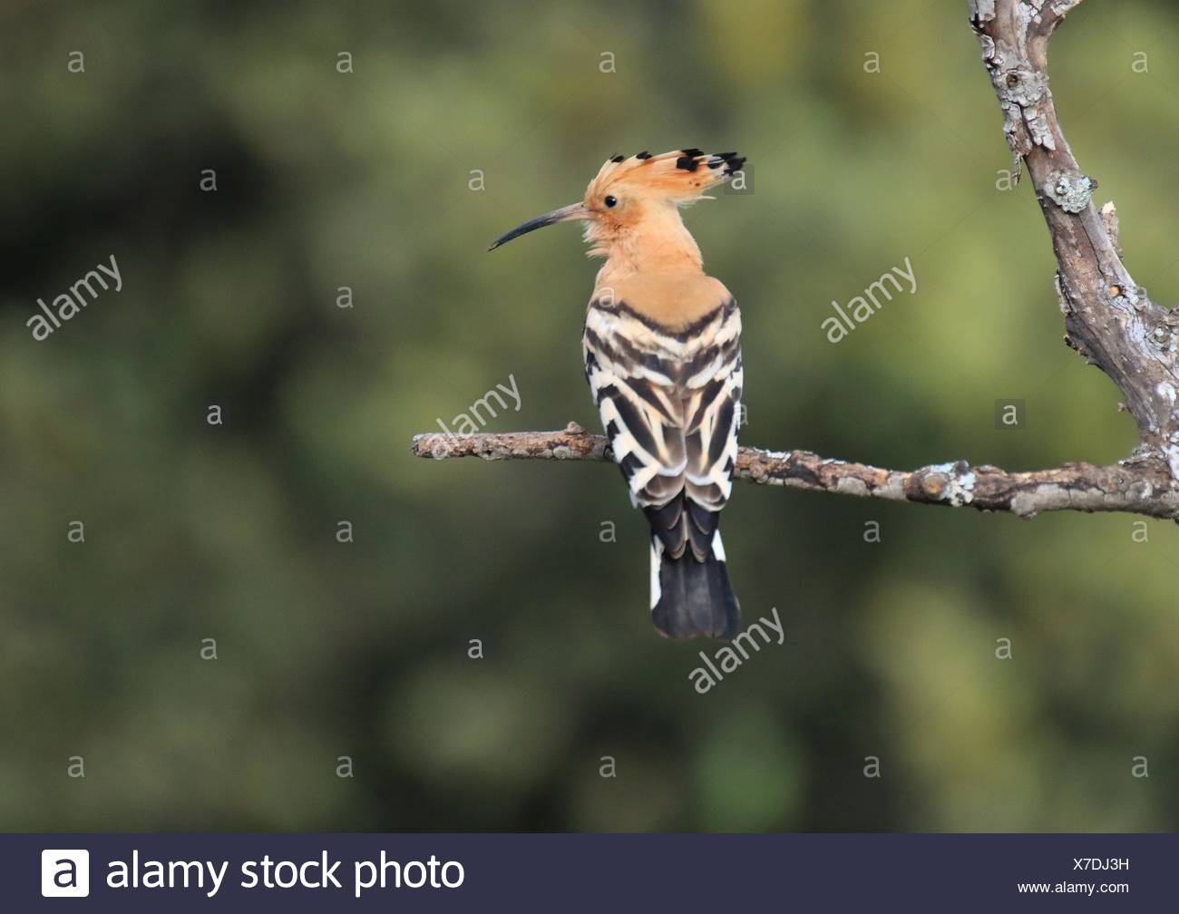 una Abubilla (Upupa epops). Parque Nacional de Monfragüe ...