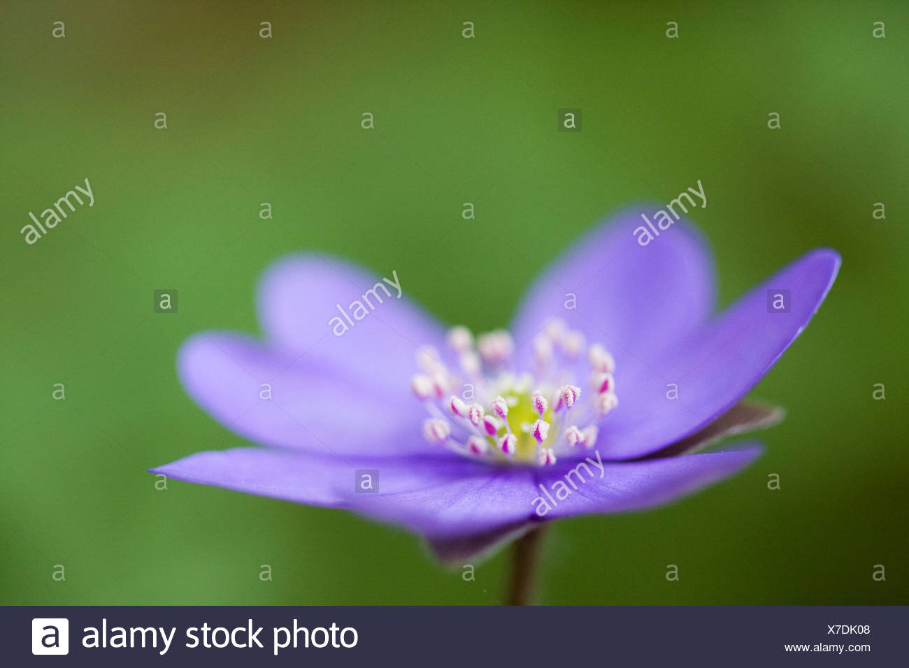 Three-lobed Kidneywort or Common Hepatica (Hepatica nobilis) Stock Photo