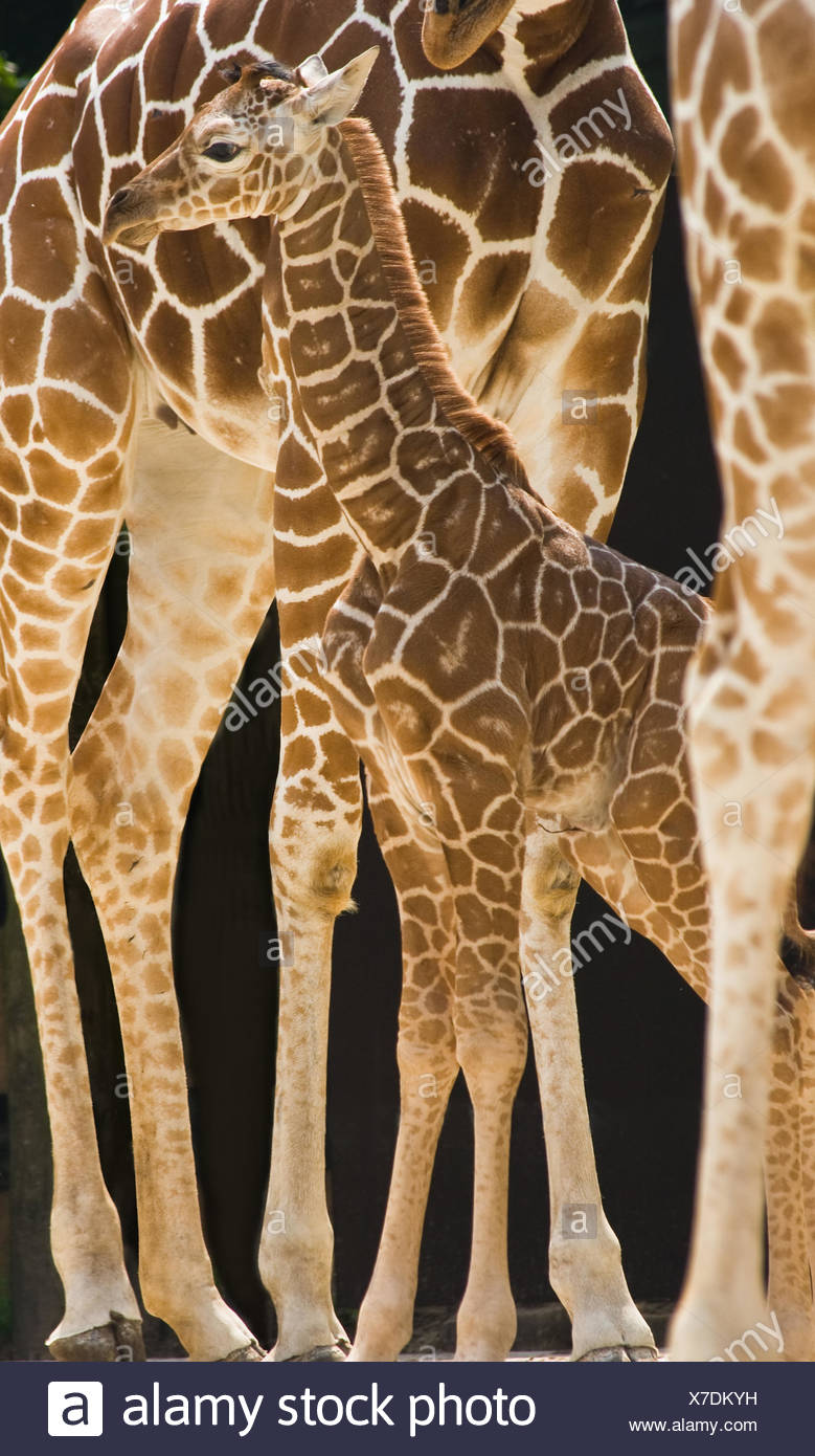 Long Neck Animals Stock Photos & Long Neck Animals Stock Images Alamy