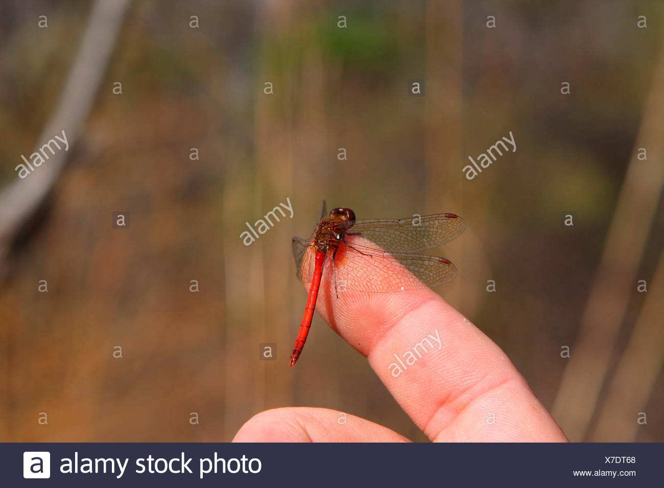 Ruby Meadowhawk Dragonfly Male Stock Photo