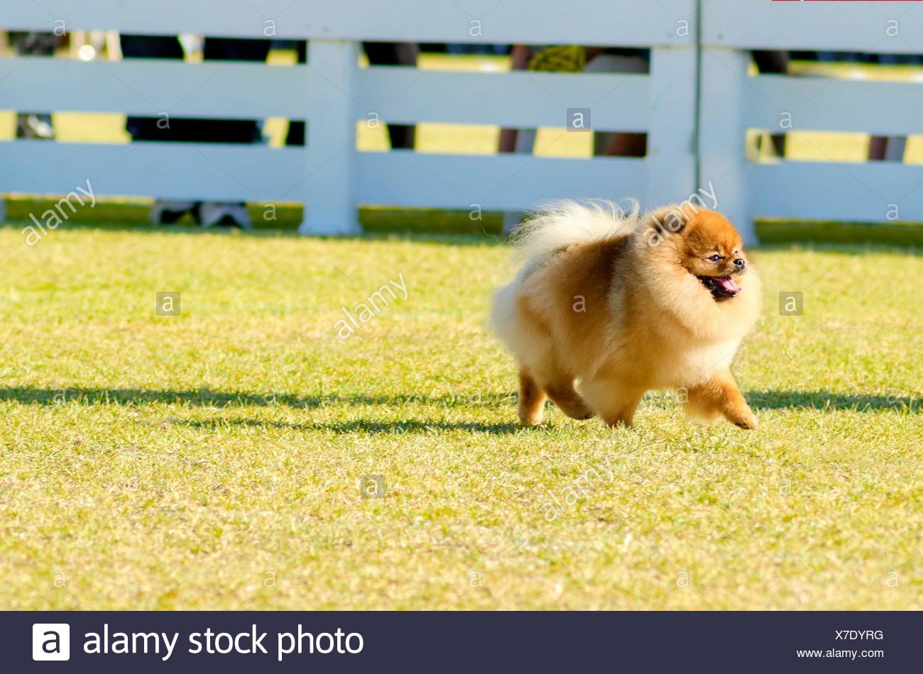 Toy Pom High Resolution Stock Photography and Images - Alamy