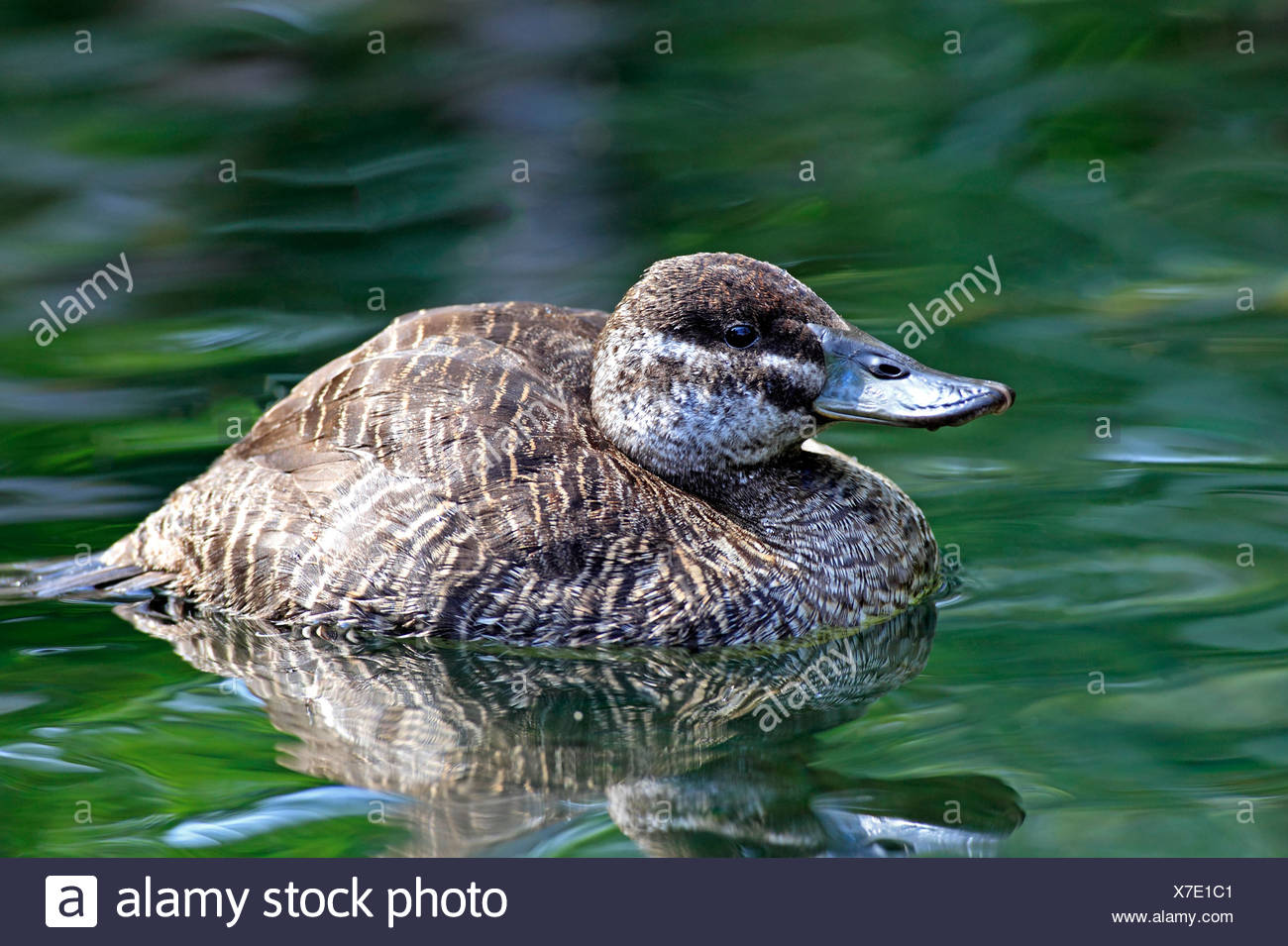 Argentine Ruddy Duck High Resolution Stock Photography and Images Alamy