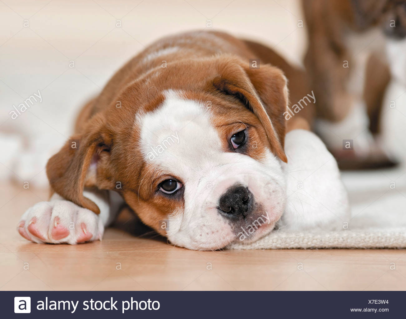 Continental Bulldog Puppy Lying Stock Photo Alamy