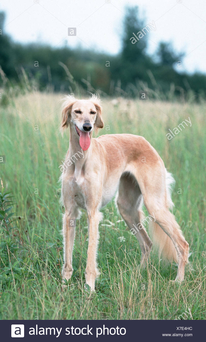 Saluki Persischer Windhund Stock Photo 279979432 Alamy