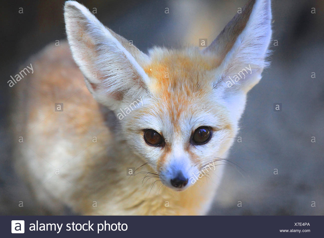 Portrait Of Fennec Zoo De La Palmyre France Stock Photo Alamy Portrait Of Fennec Zoo De La Palmyre France Stock Photo Alamy