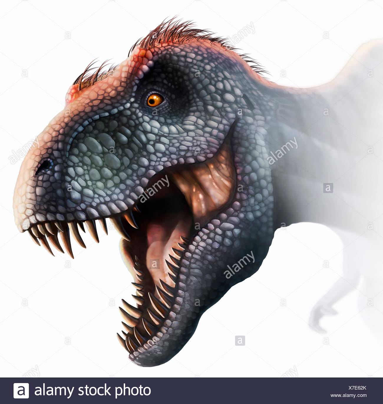 tyrannosaurus rex head illustration this dinosaur lived in north