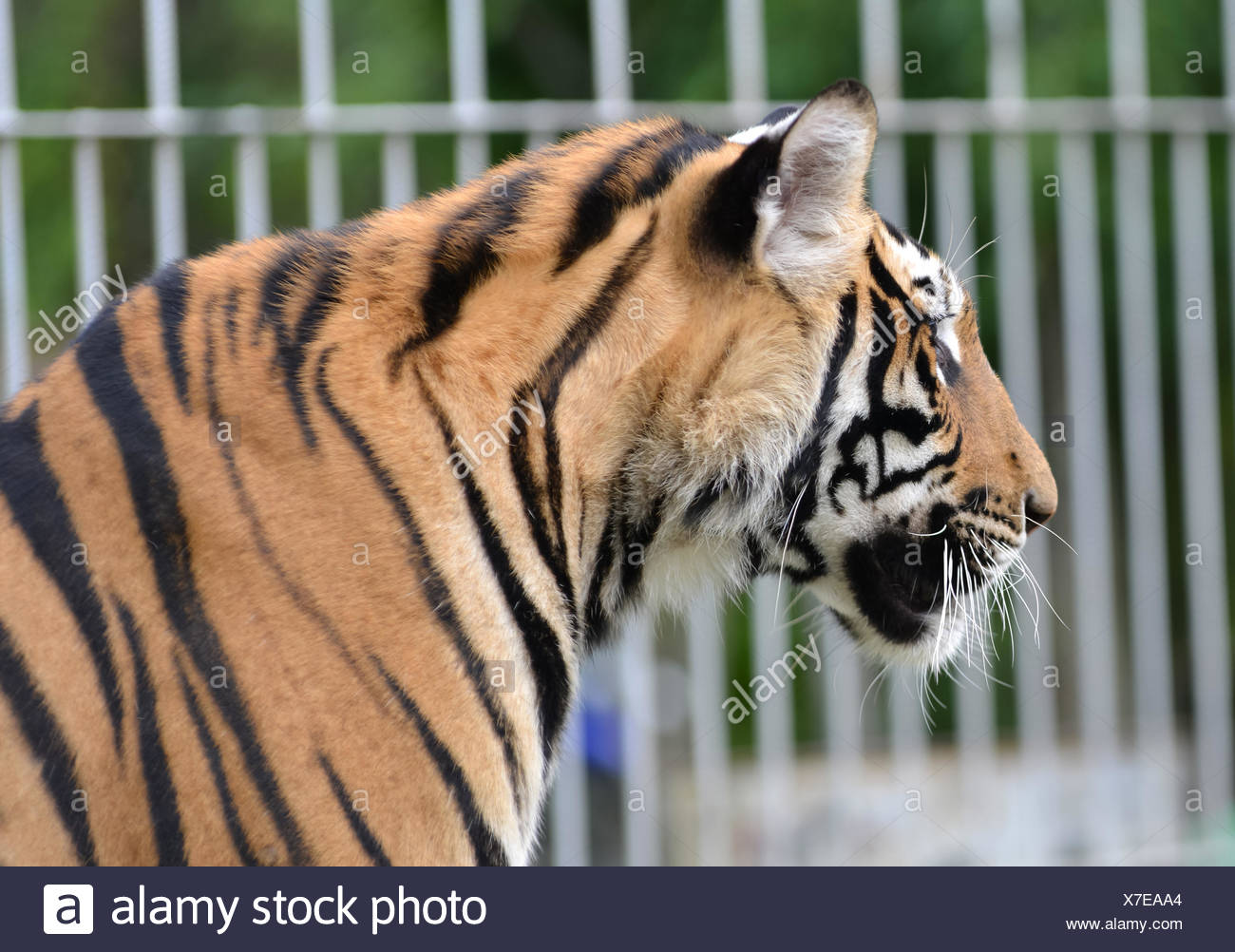 white tiger and cage in the background stock photo alamy alamy