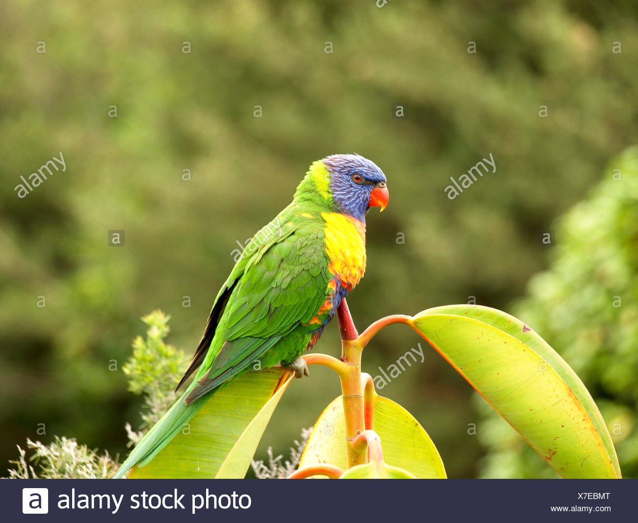 Bird Asia Birds Australia Nature Beautiful Beauteously Nice Bird Coloured Stock Photo Alamy Bird Asia Birds Australia Nature Beautiful Beauteously Nice Bird Coloured Stock Photo Alamy