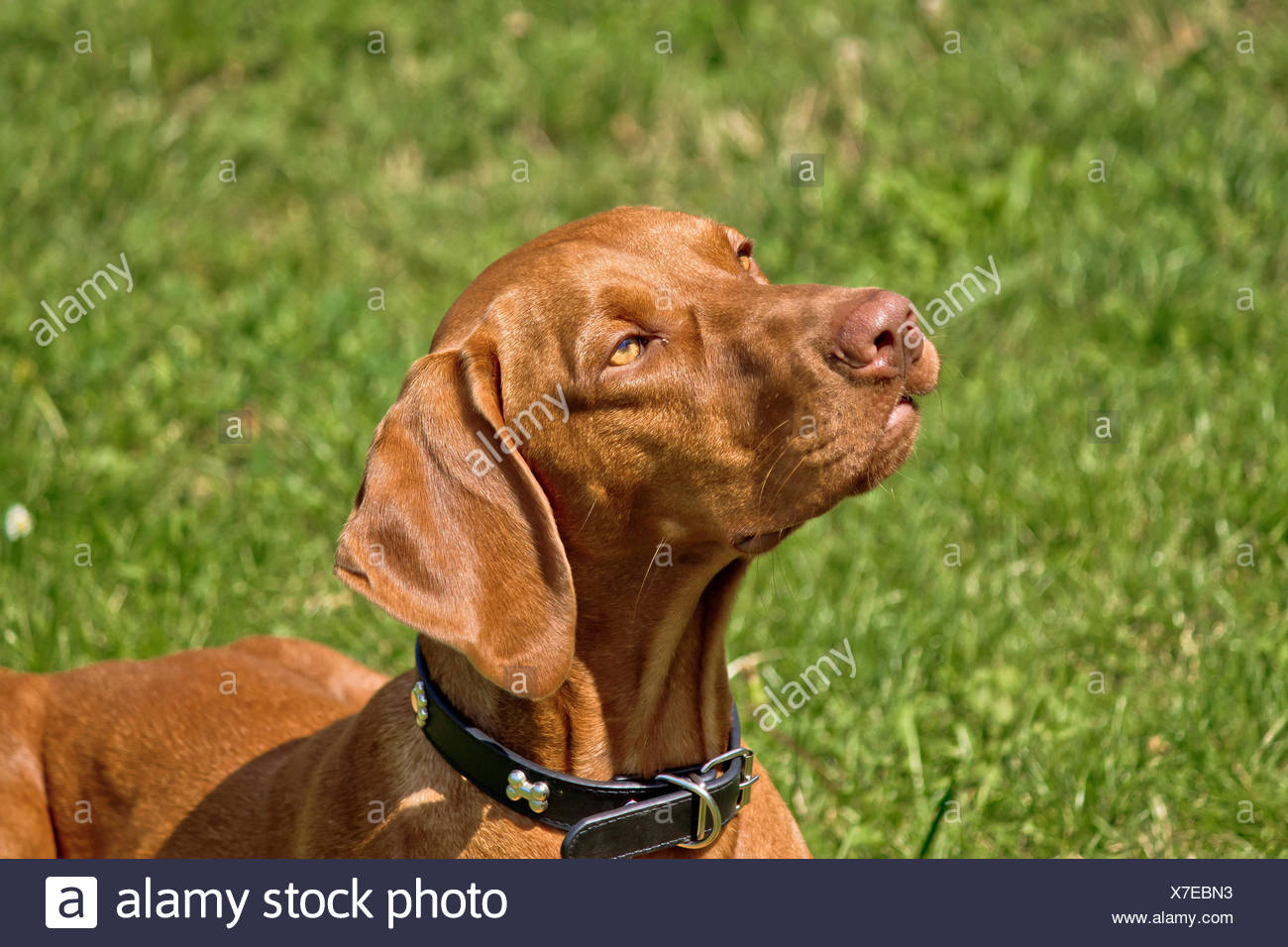 vizsla pointer