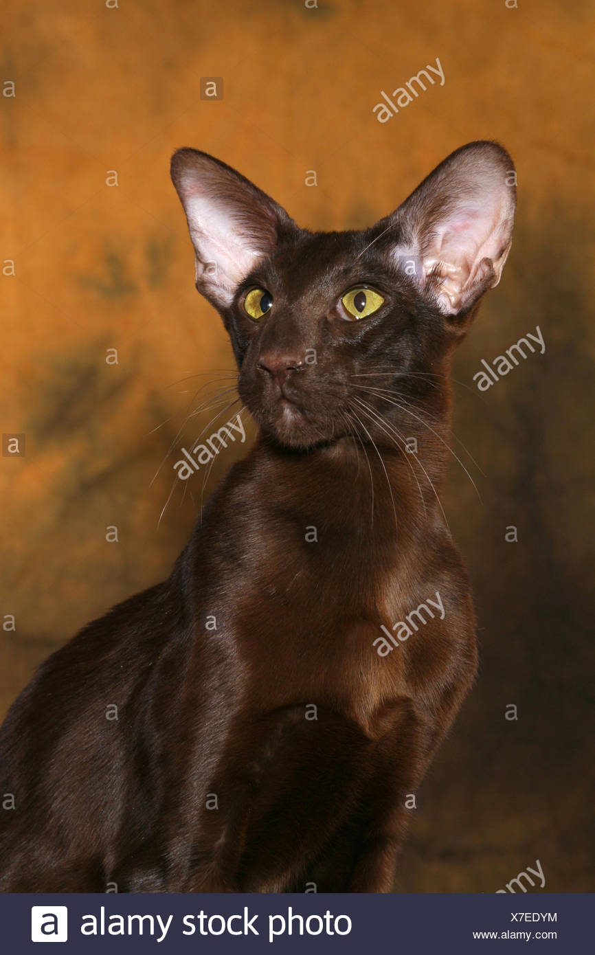 Oriental Shorthair Portrait Stock Photo 279986776 Alamy