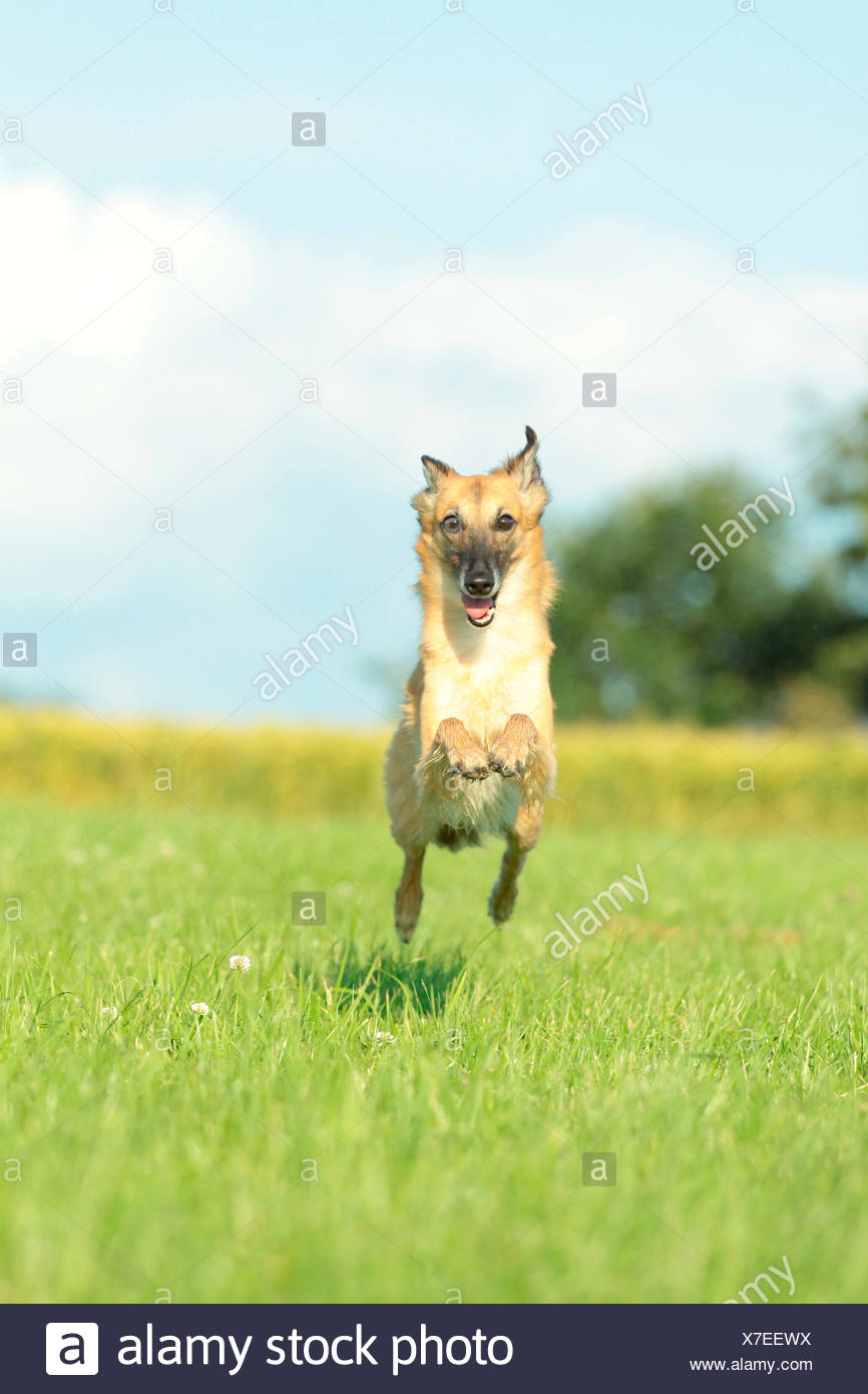 Whippet Running Stock Photos Whippet Running Stock Images Alamy