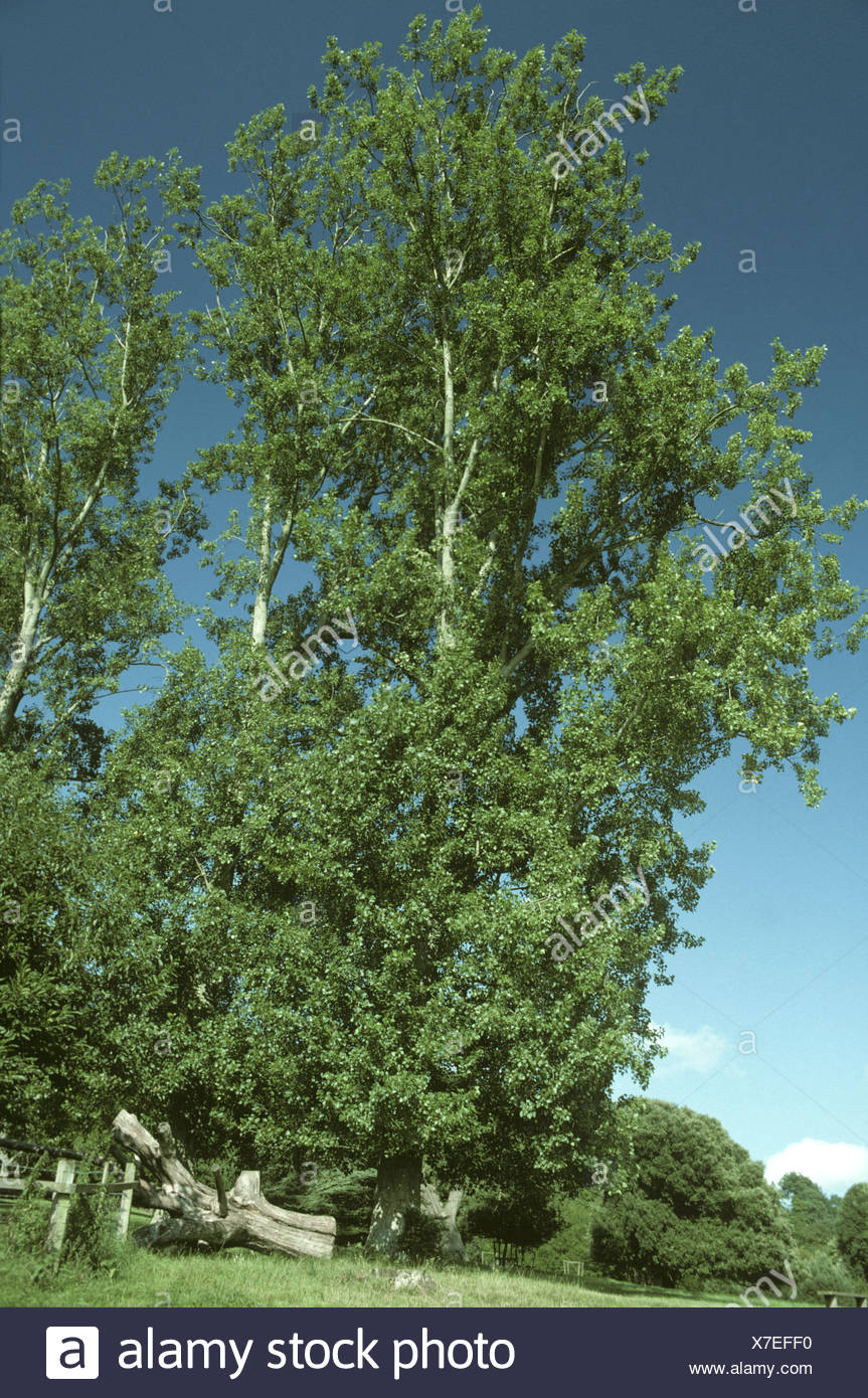 Populus X Canadensis Leaves High Resolution Stock Photography and