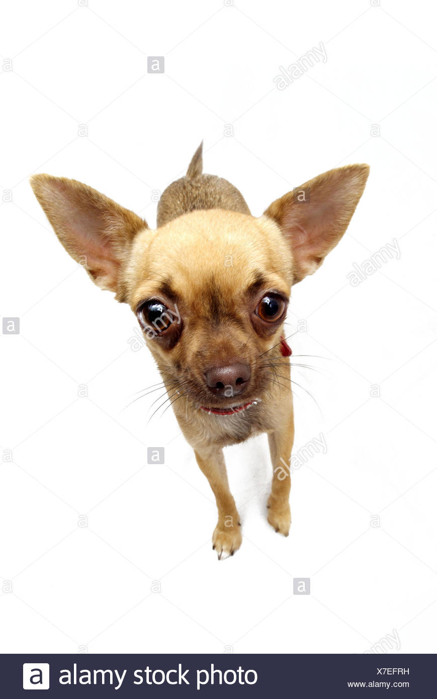 Dog Chihuahua Animal Mammal Pet Pet Dog Pedigree Dog Dog