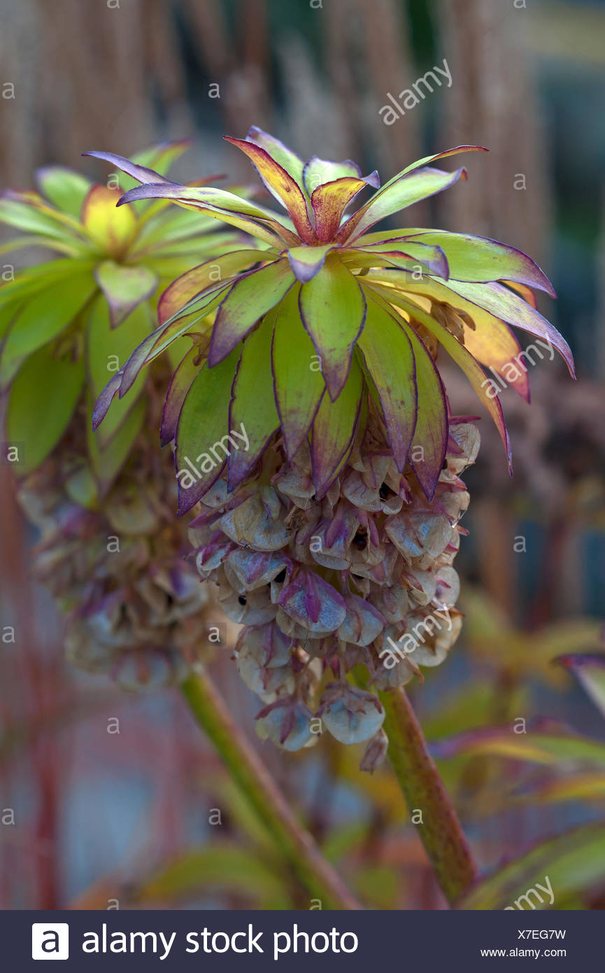 Bicolor Pineapple Flower High Resolution Stock Photography and