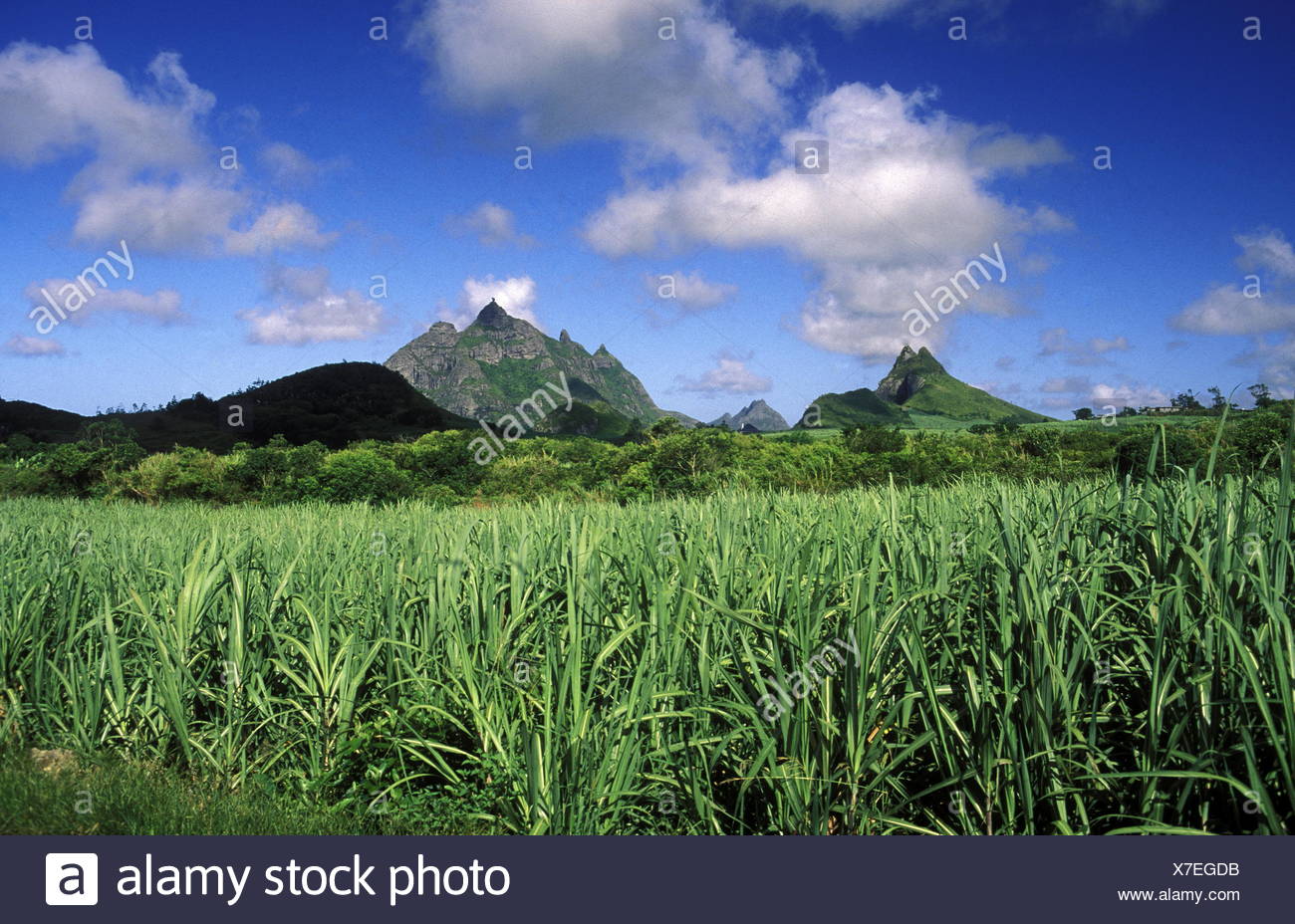 Ein Zuckerrohr Feld Oder Plantage Im Zentralen Gebierge Der Insel Mauritius Stock Photo Alamy