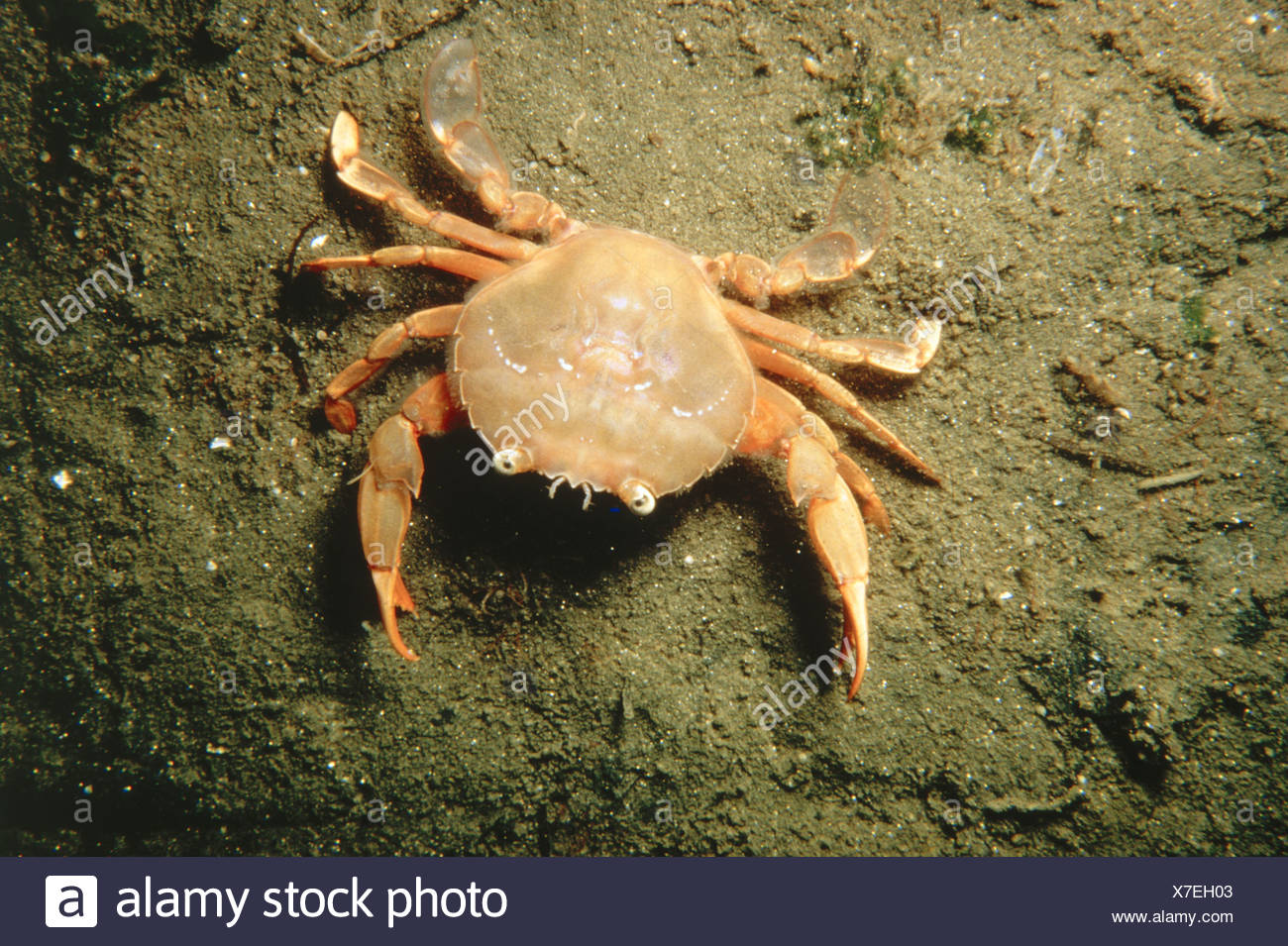 Polybius High Resolution Stock Photography and Images - Alamy