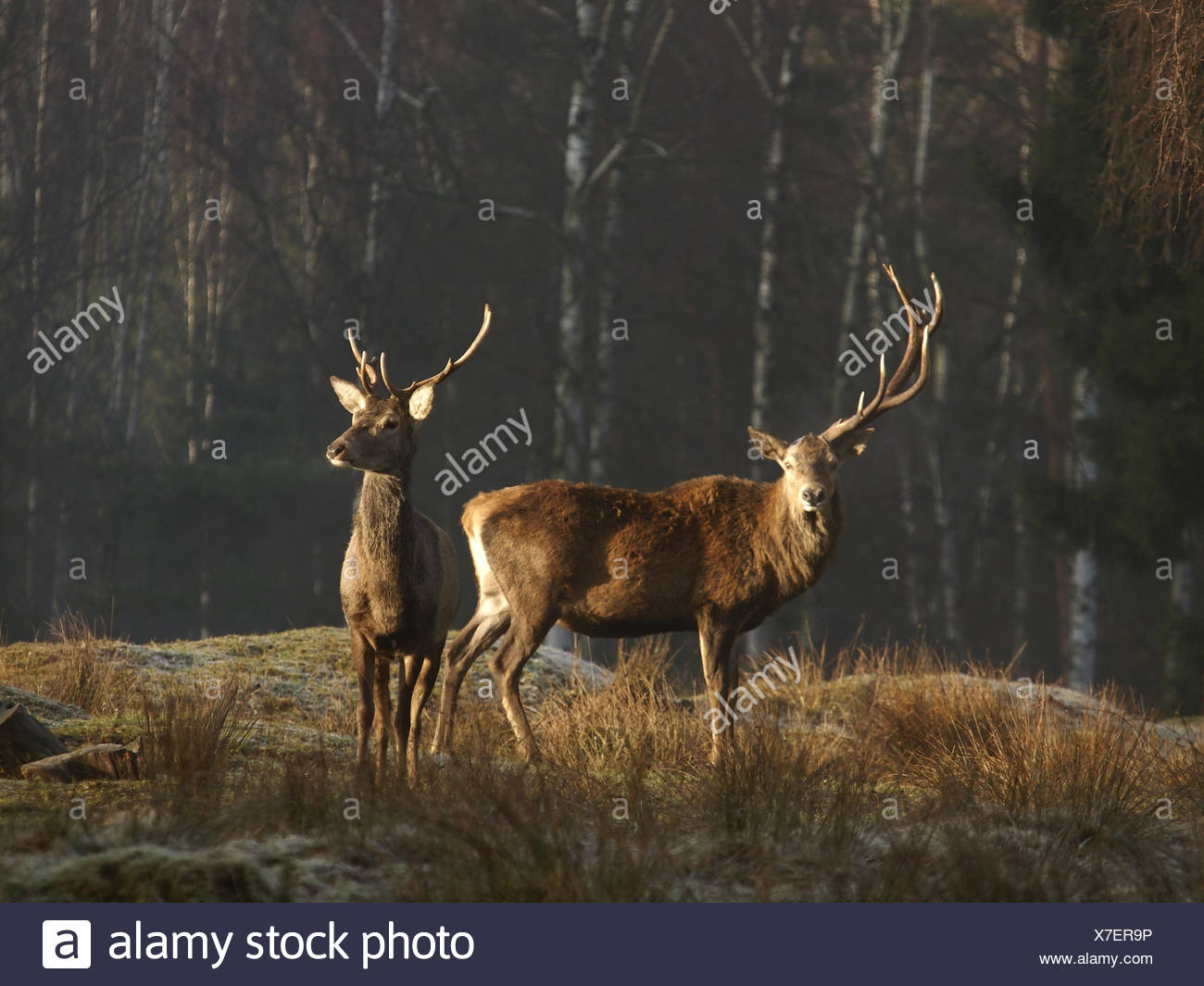 red deer and area lost pets