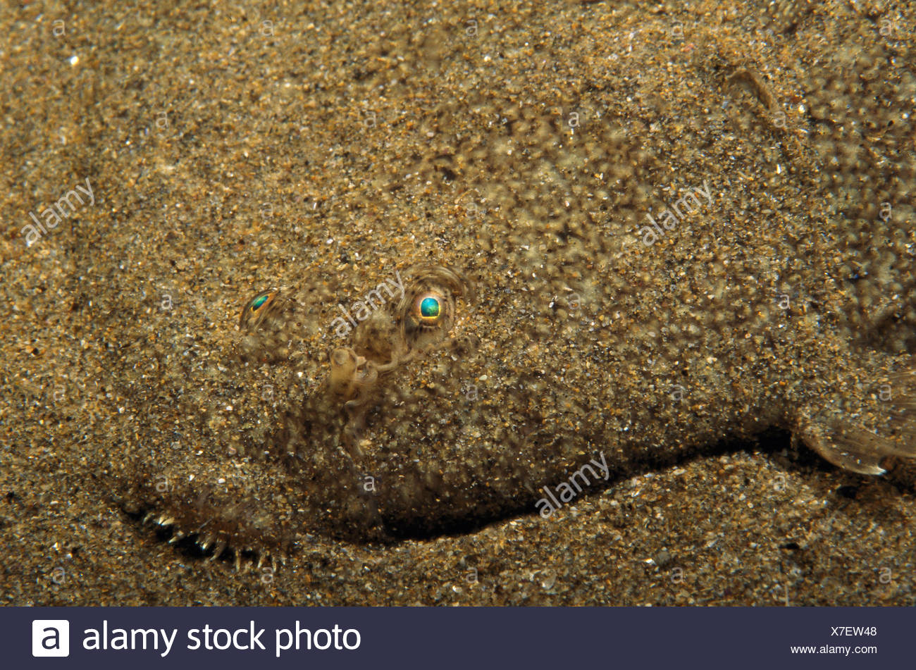 Senegalese Sole Stock Photos & Senegalese Sole Stock Images - Alamy