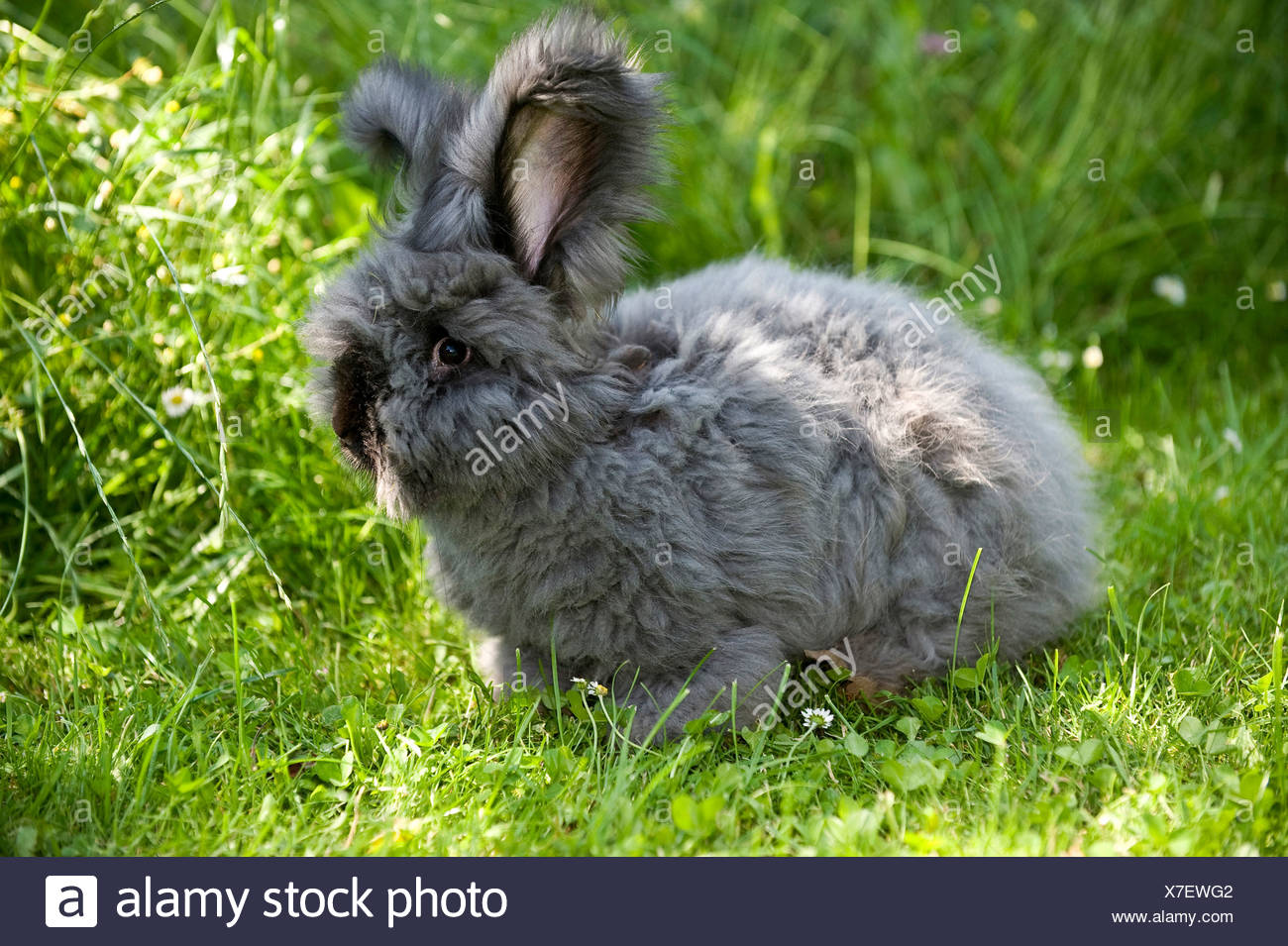 black angora rabbit