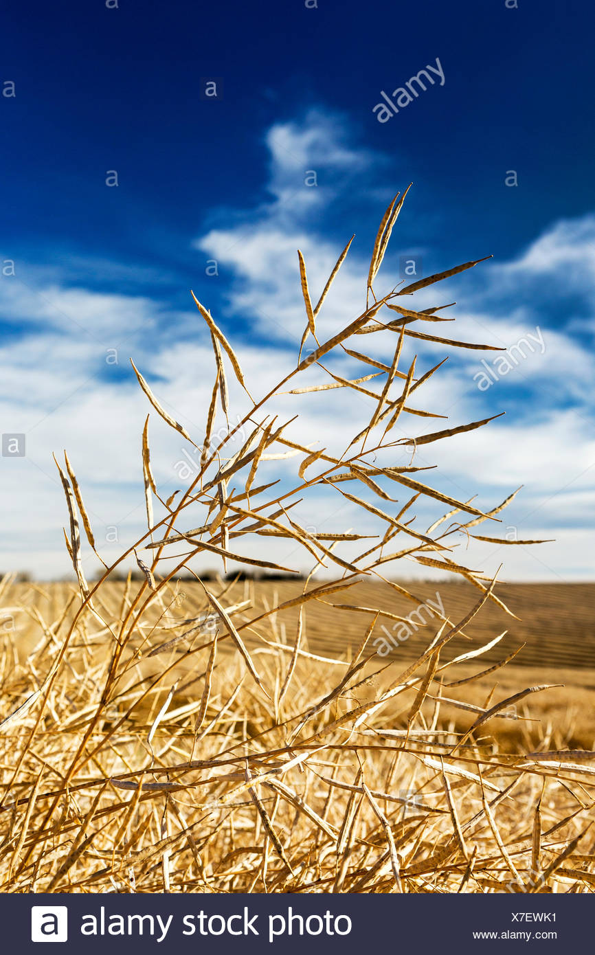 Pods Canola High Resolution Stock Photography and Images Alamy