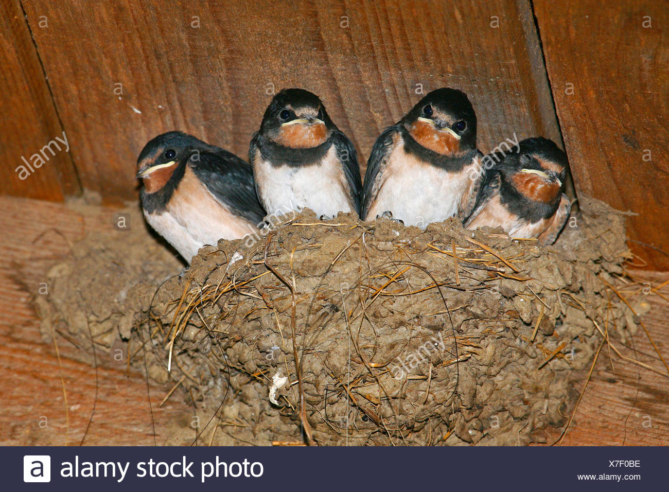 Barn Swallow Nests High Resolution Stock Photography And Images Alamy