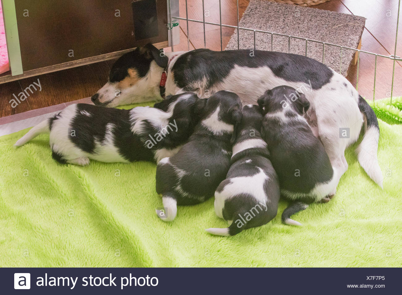 cavalier dachshund