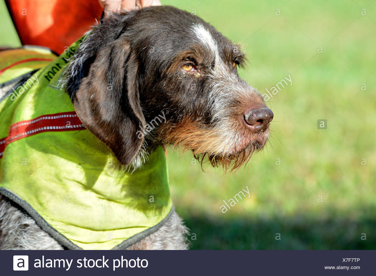 Autumn Hunt Hunting Red Deer Hunt Dog Hunt Battue Hounds