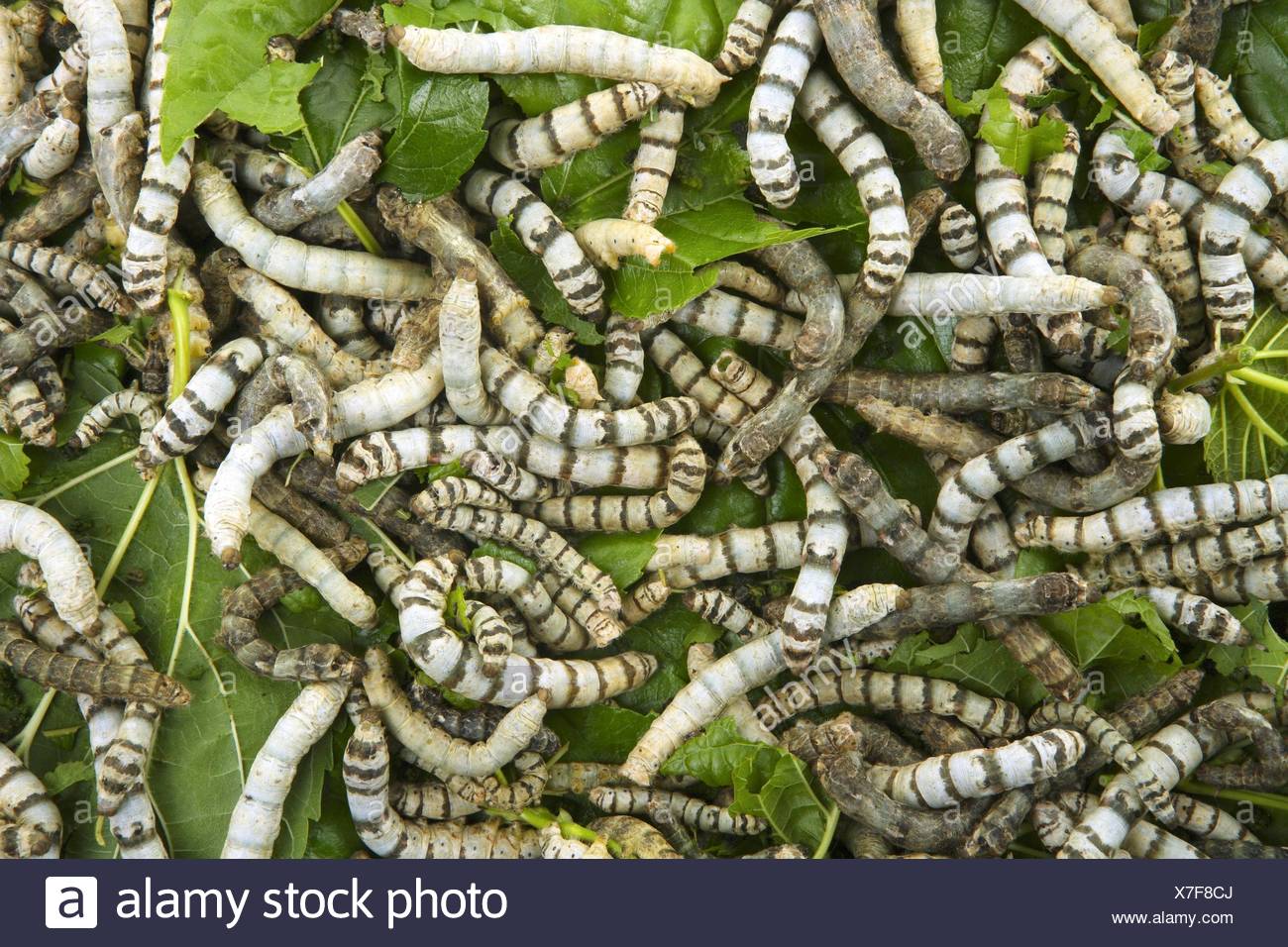 What Type Of Leaves Do Silkworms Eat
