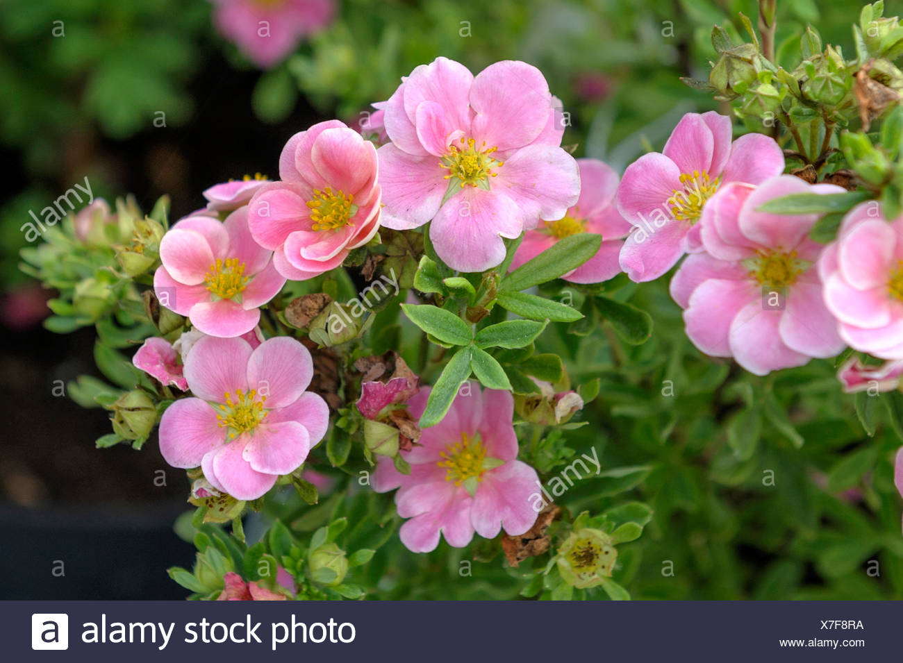 Plant Gallery Encyklopedia Roslin Potentilla Fruticosa Marian