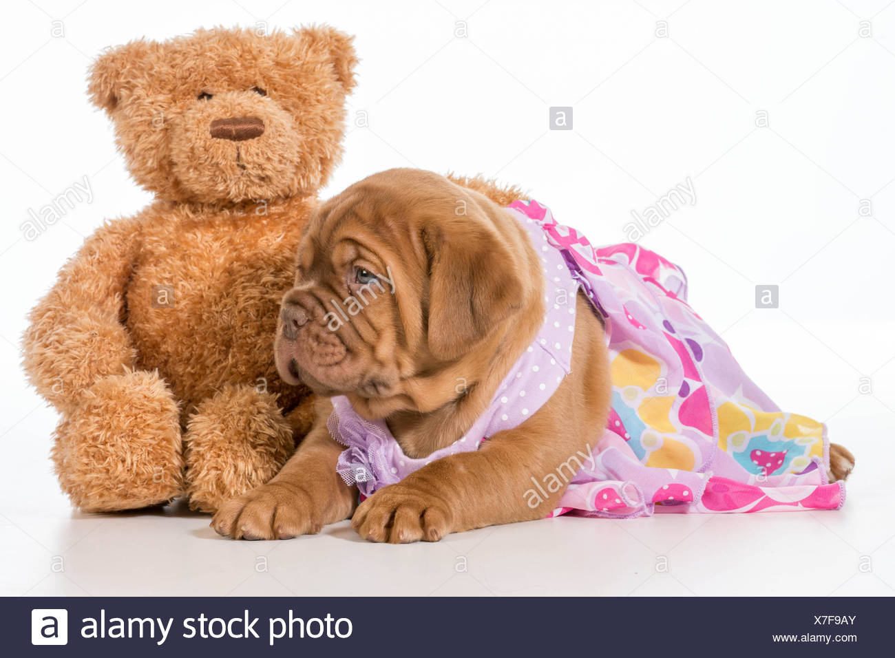 dogue de bordeaux stuffed animal