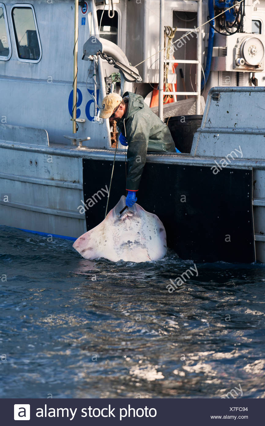 Halibut skate Clearance