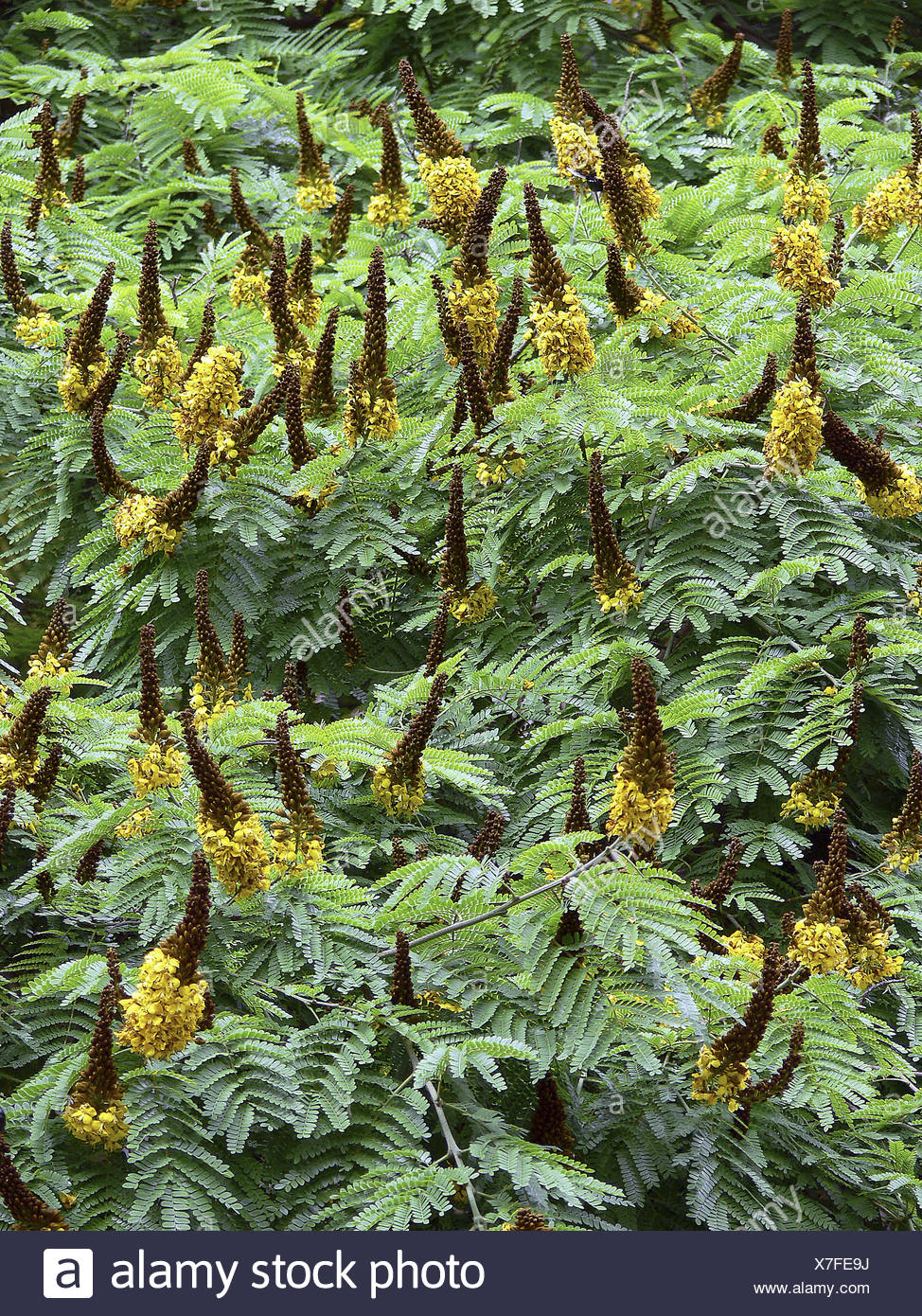 Leguminous Plants High Resolution Stock Photography and Images Alamy