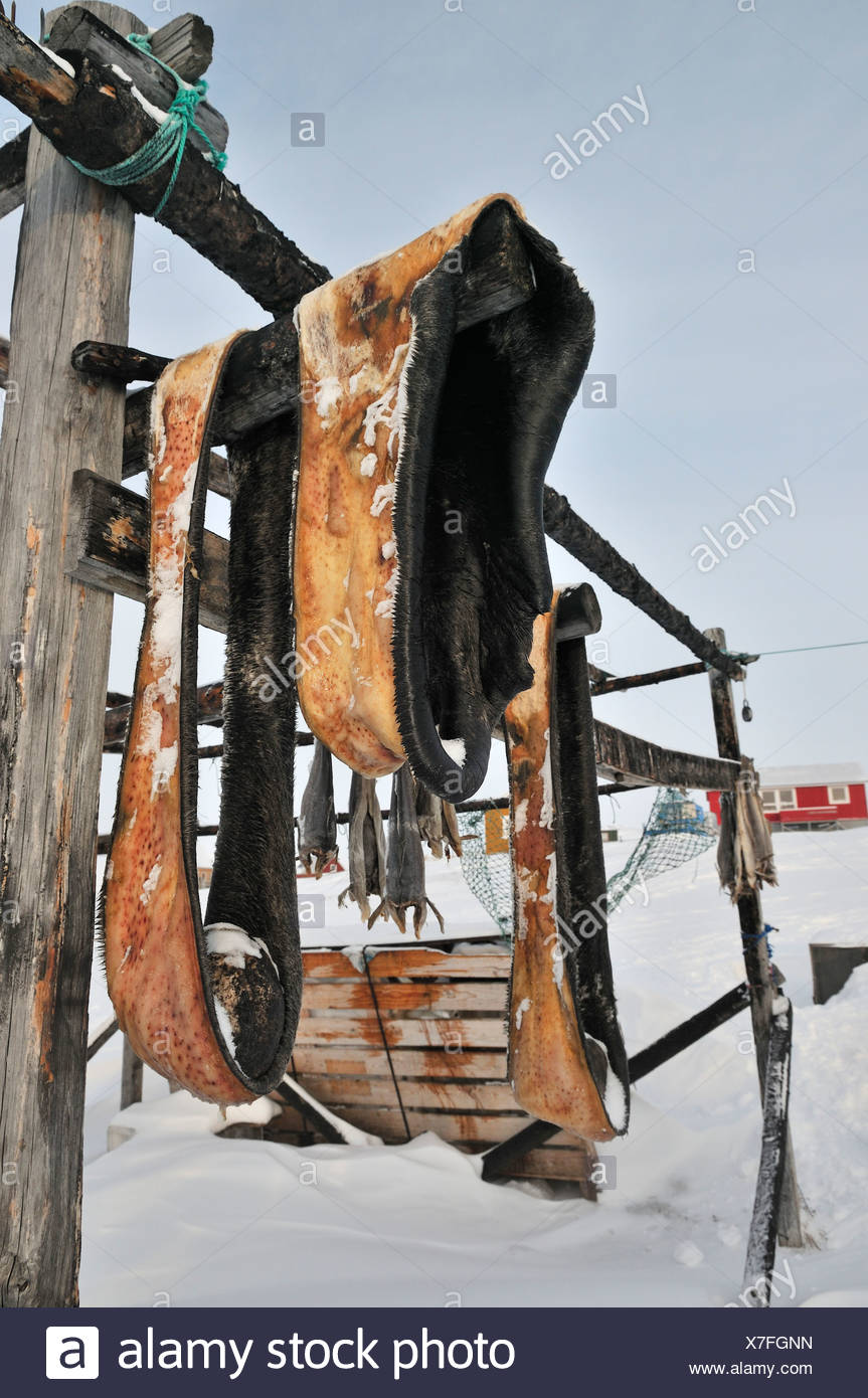 Seal Blubber High Resolution Stock Photography and Images Alamy